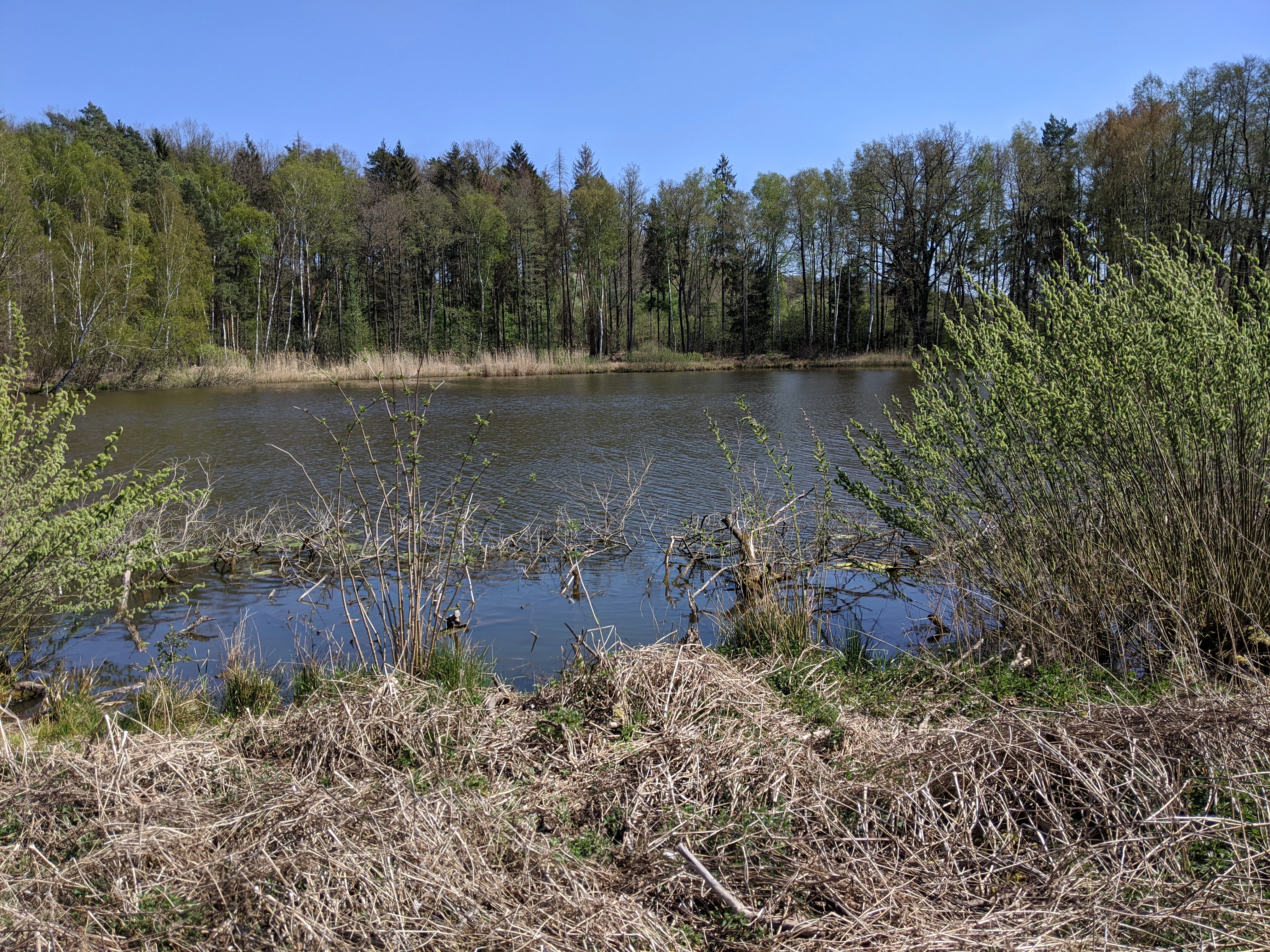 A tranquil pond surrounded by deciduous trees and shoreline vegetation under a clear blue sky.