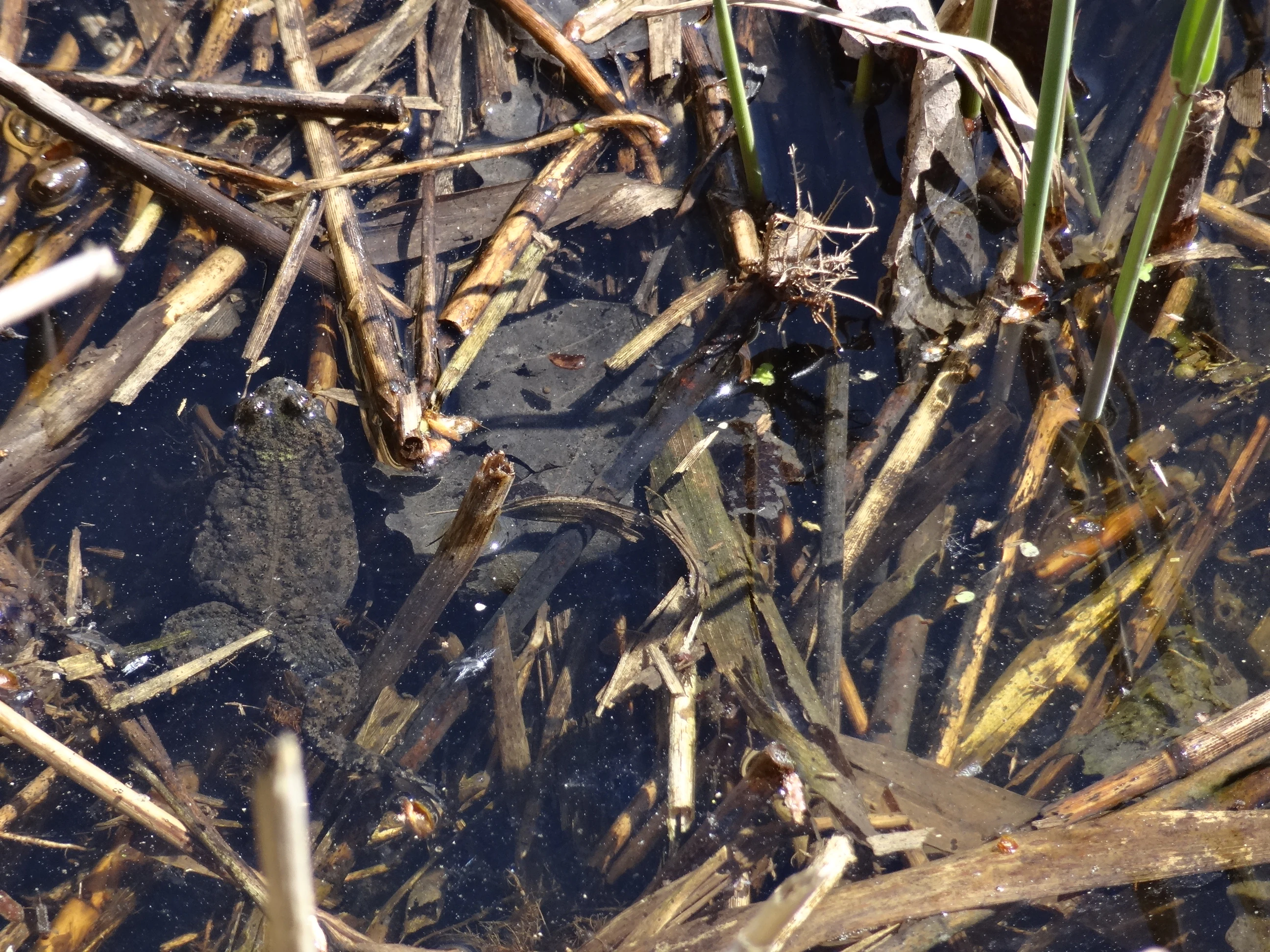 A dark, warty toad sitting in shallow water filled with submerged twigs, reeds, and organic debris.