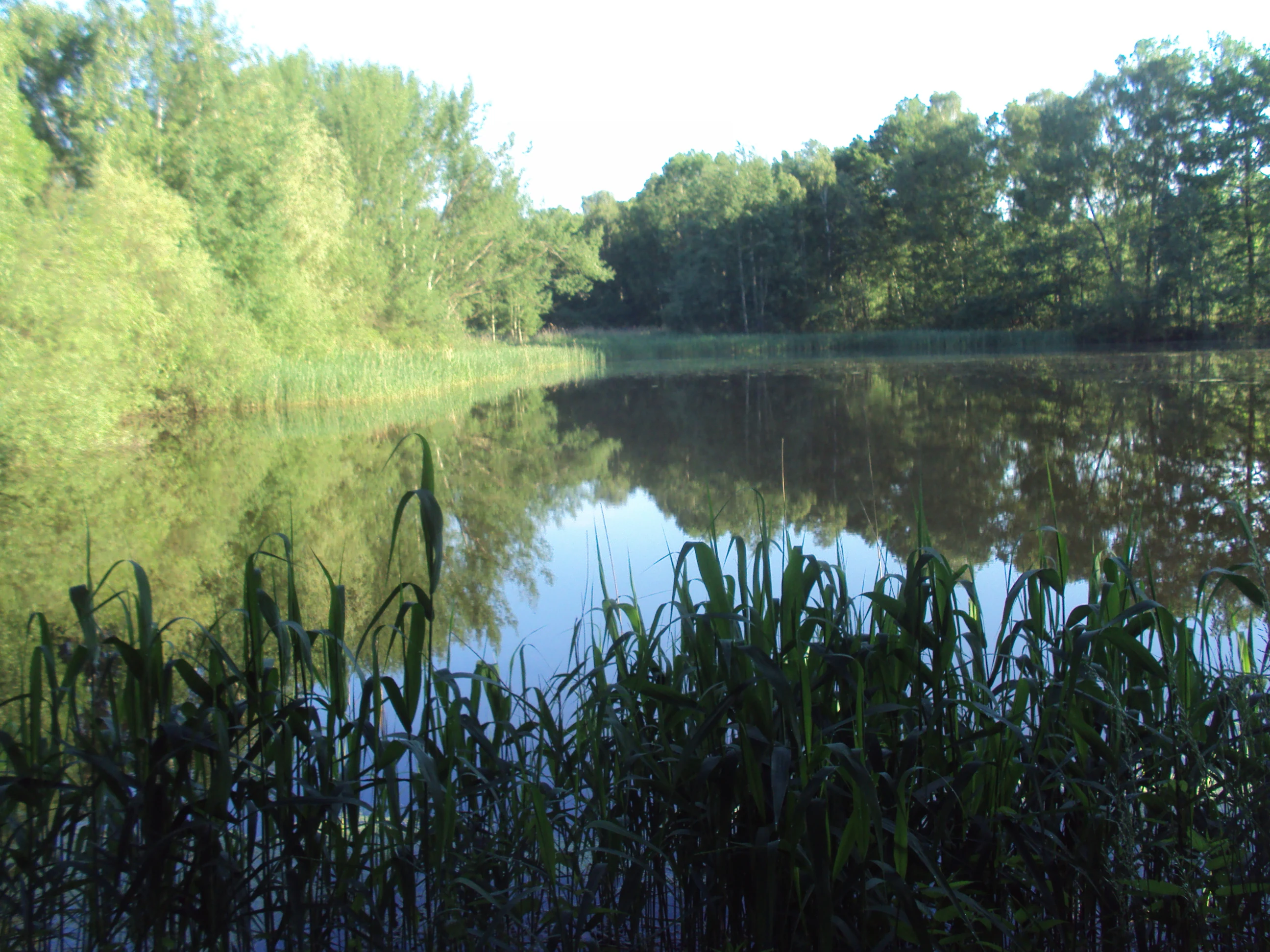 A still pond surrounded by dense green forest and reeds, reflecting the trees on the water surface.
