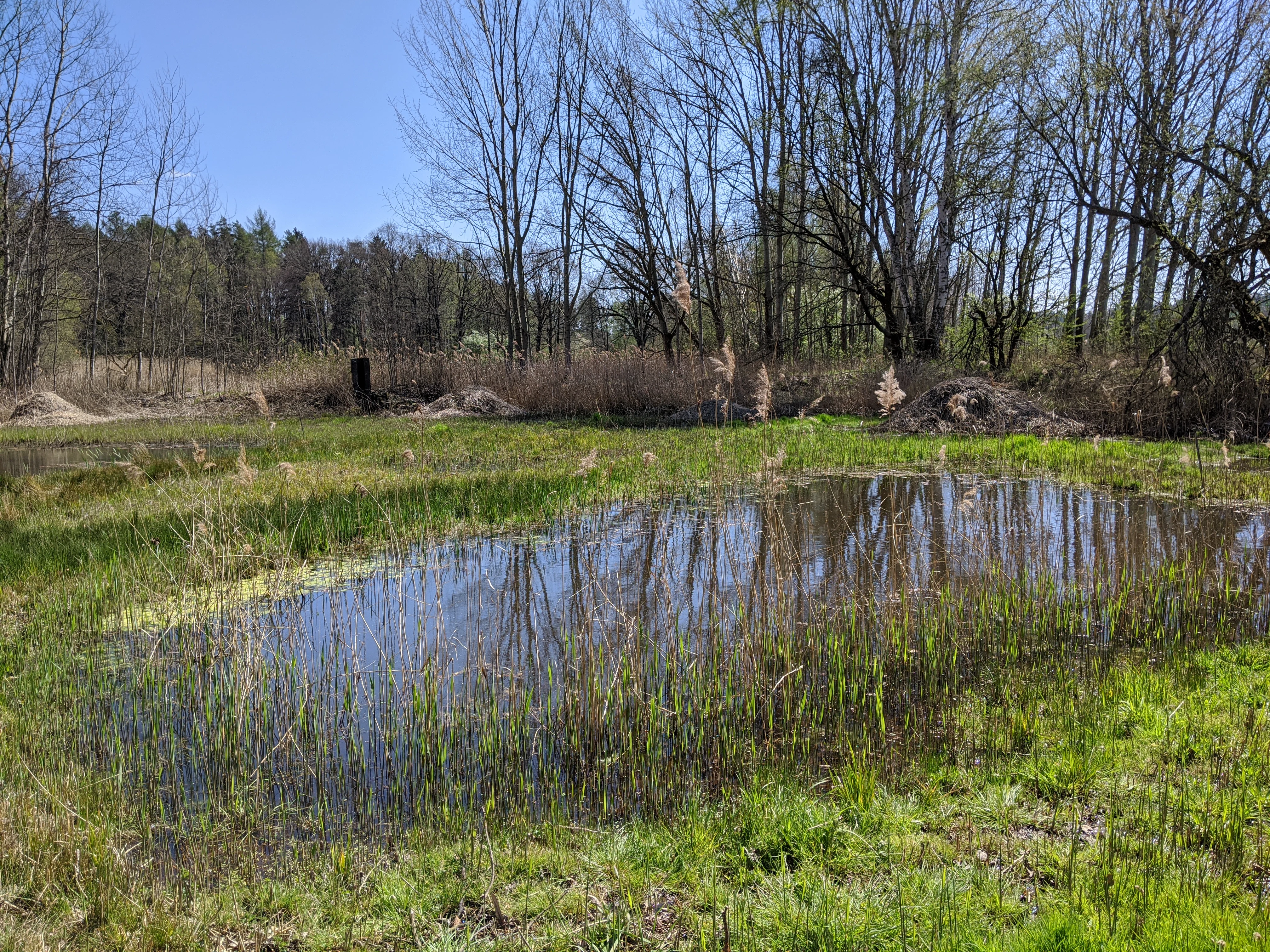 A small, still pond surrounded by grasses, reeds, and bare trees in early spring.