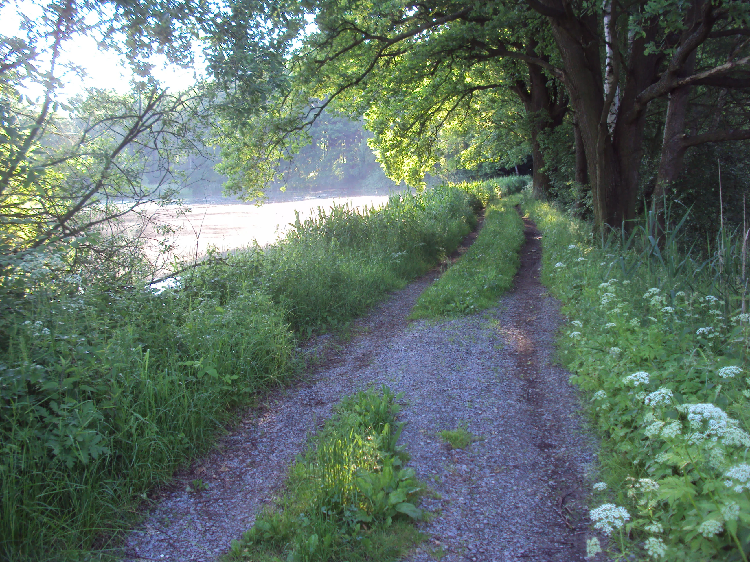 A narrow gravel and dirt path lined with green trees and wild vegetation leads alongside a pond under bright morning light.