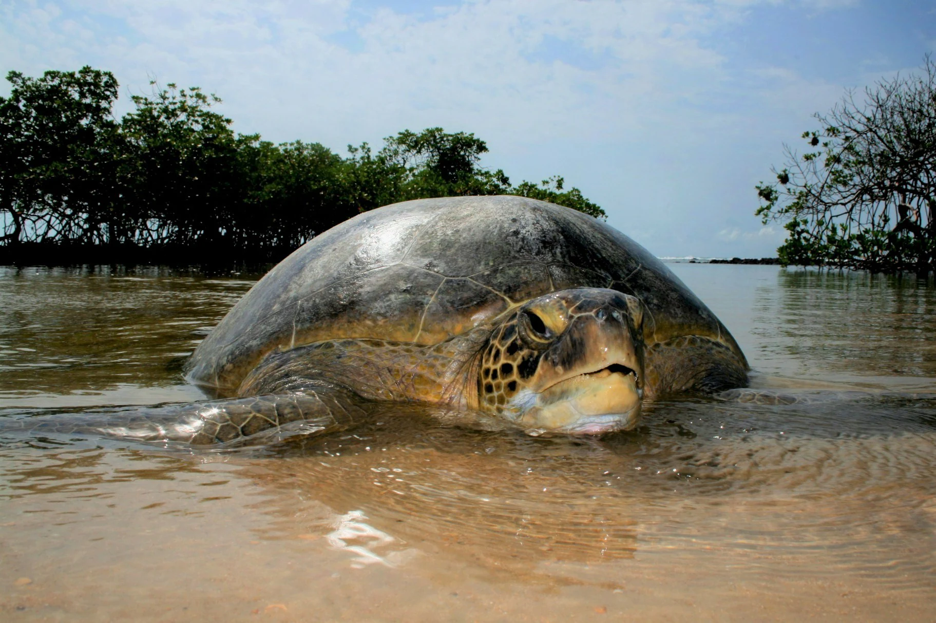 Una tortuga marina verde parcialmente sumergida en aguas poco profundas, de frente a la cámara, con una hilera de árboles al fondo.