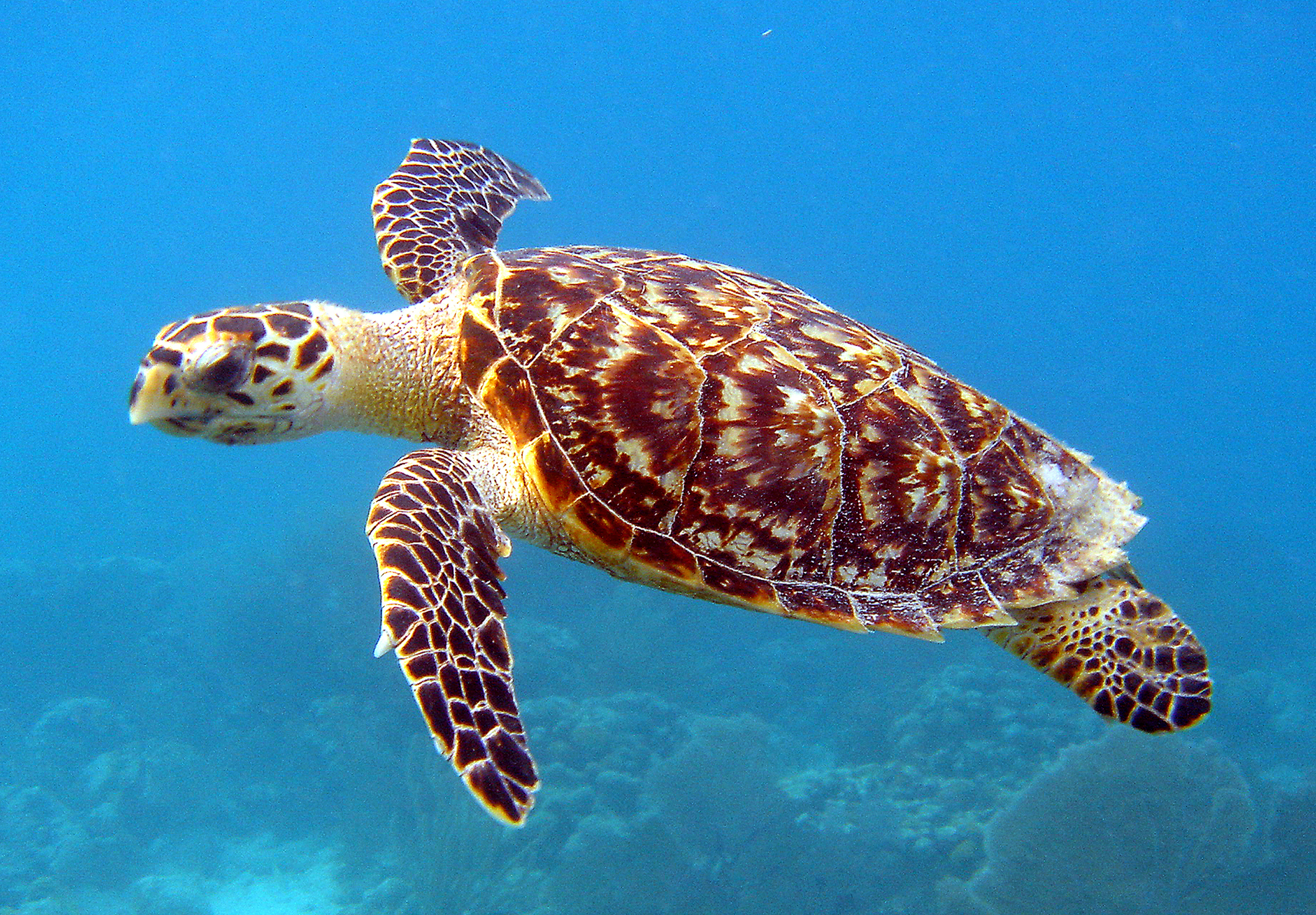 Una tortuga carey nadando bajo el agua con su caparazón marrón de patrón moteado y sus aletas claramente visibles contra el fondo azul.