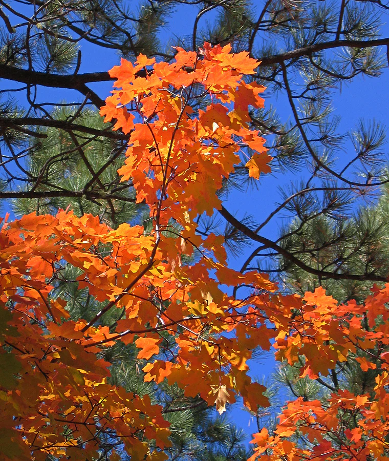Fall maple in Fourth of July Canyon