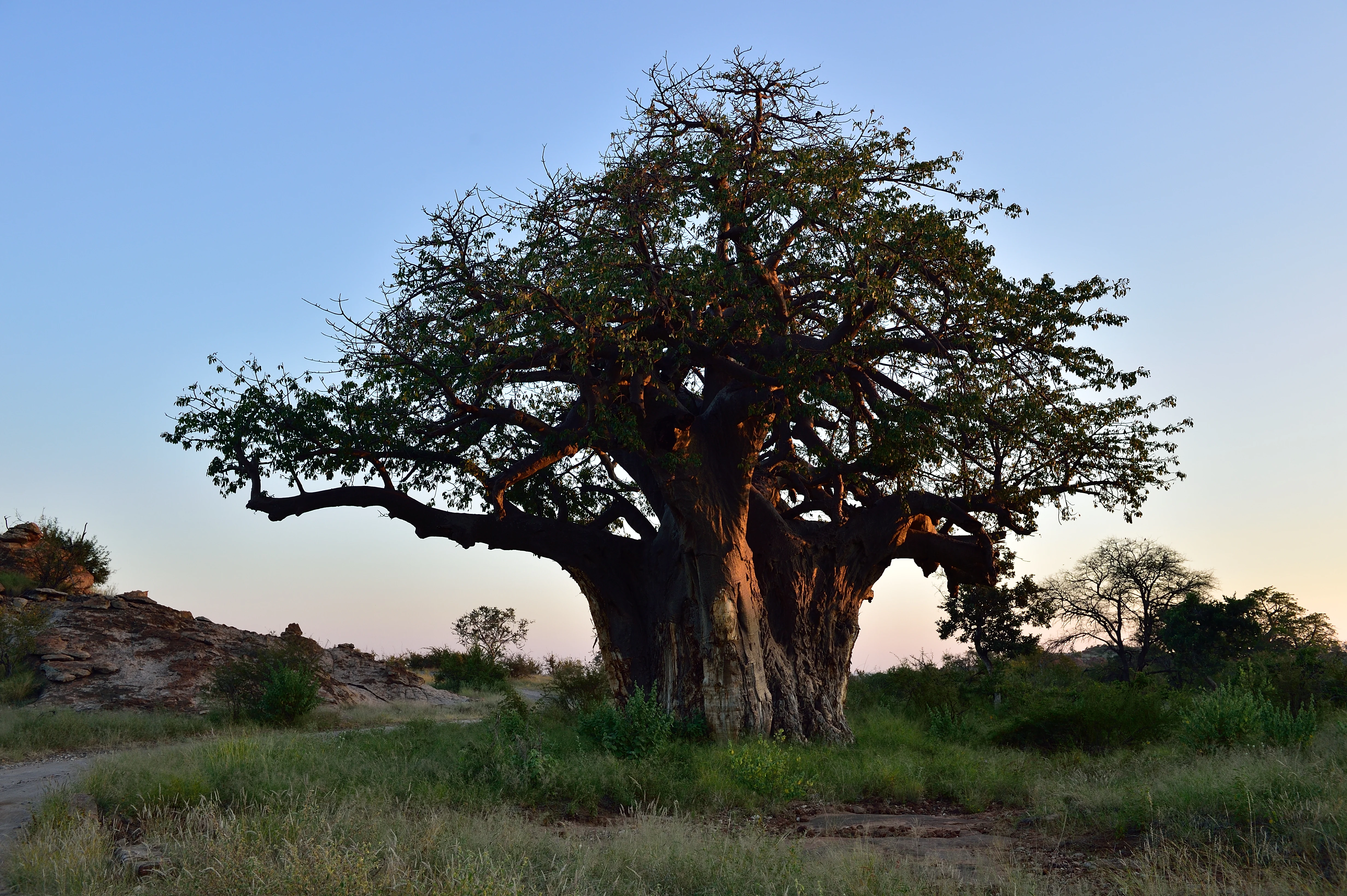 Un gran árbol baobab con un tronco grueso y ramas extendidas en un campo de hierba bajo un cielo despejado