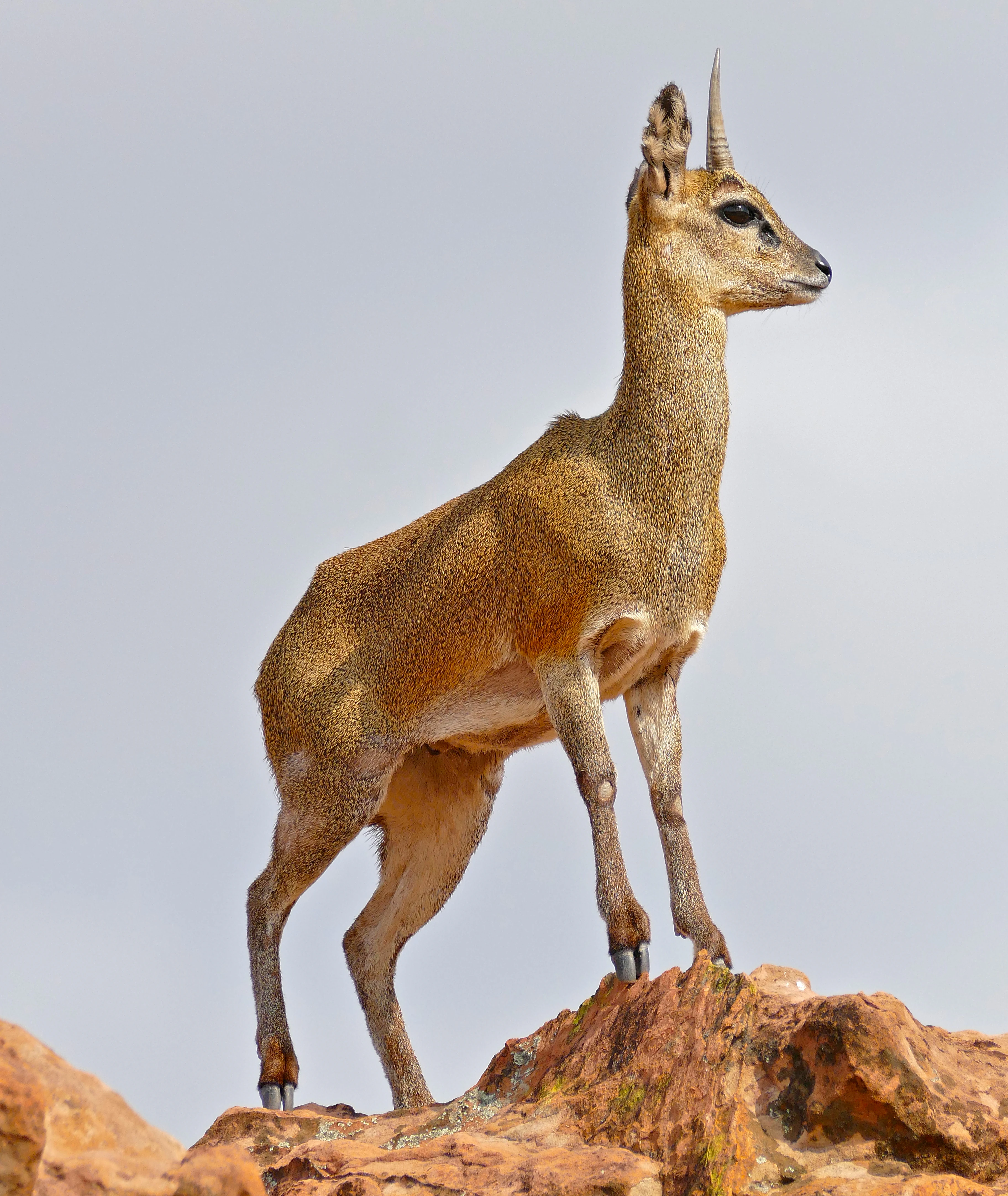 Antílope klipspringer de pie en un afloramiento rocoso con fondo de cielo claro