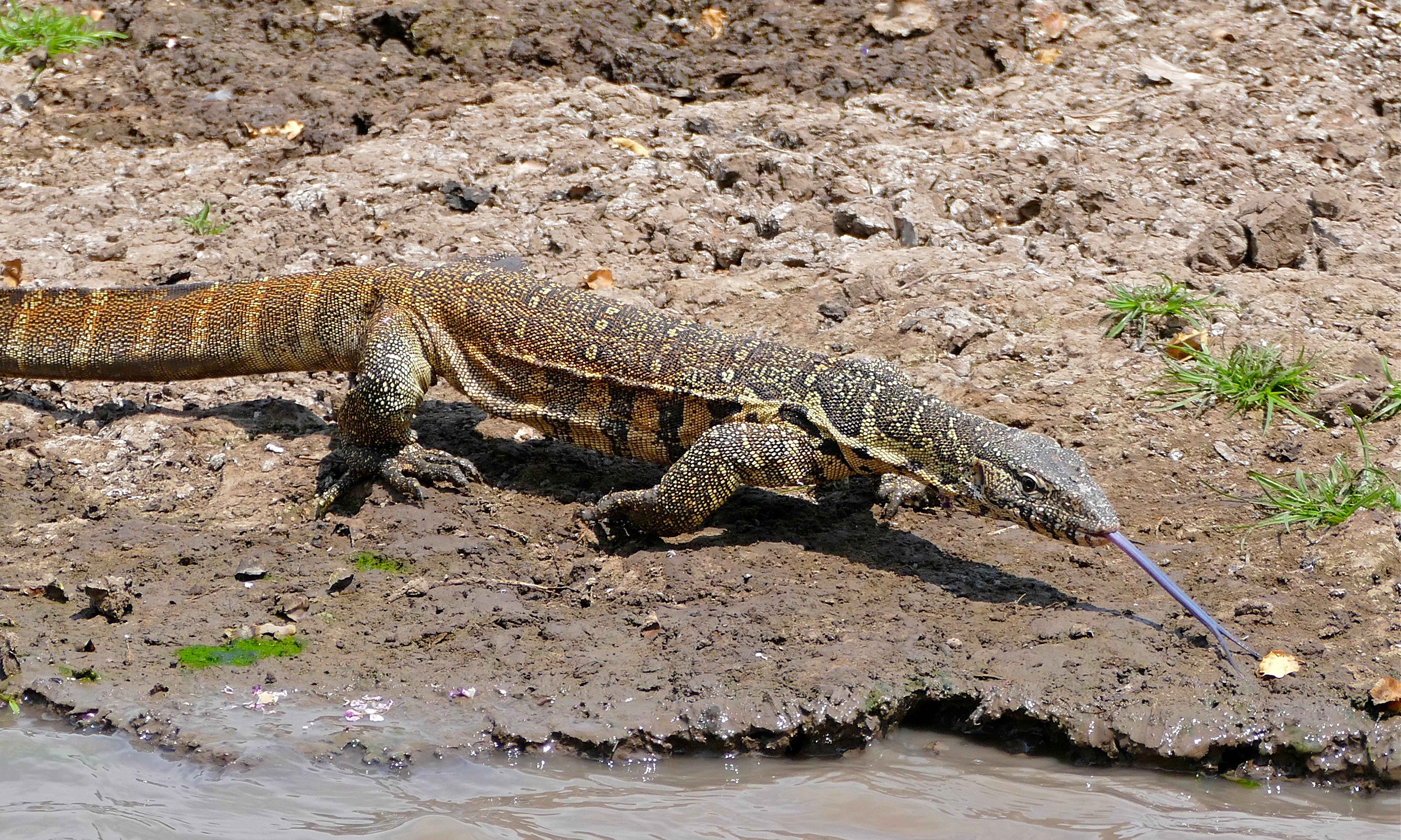 Lagarto varano del Nilo con la lengua azul extendiéndose cerca del borde del agua fangosa sobre suelo seco