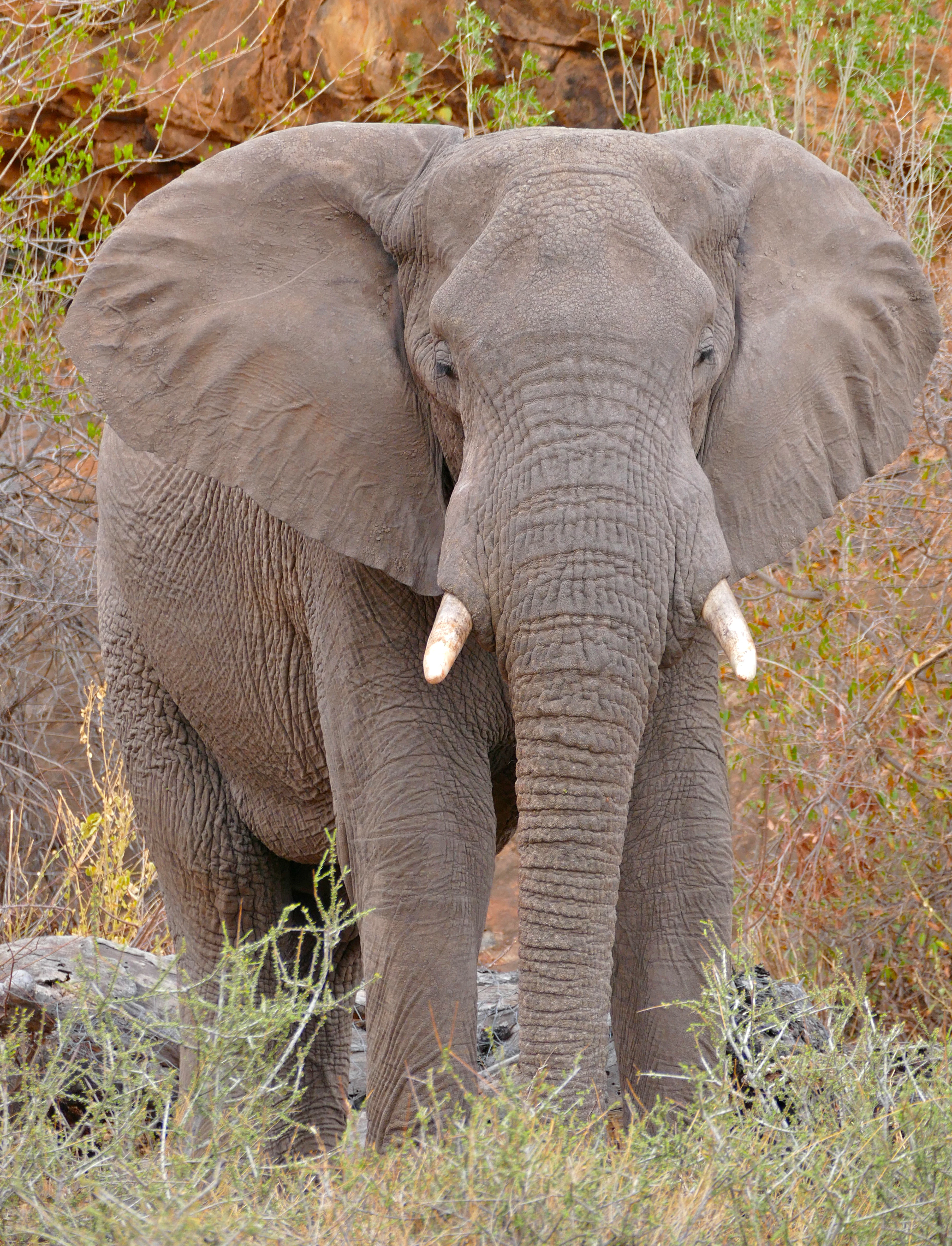 Elefante africano macho grande y gris con colmillos largos de pie en terreno cubierto de hierba con arbustos escasos y fondo rocoso