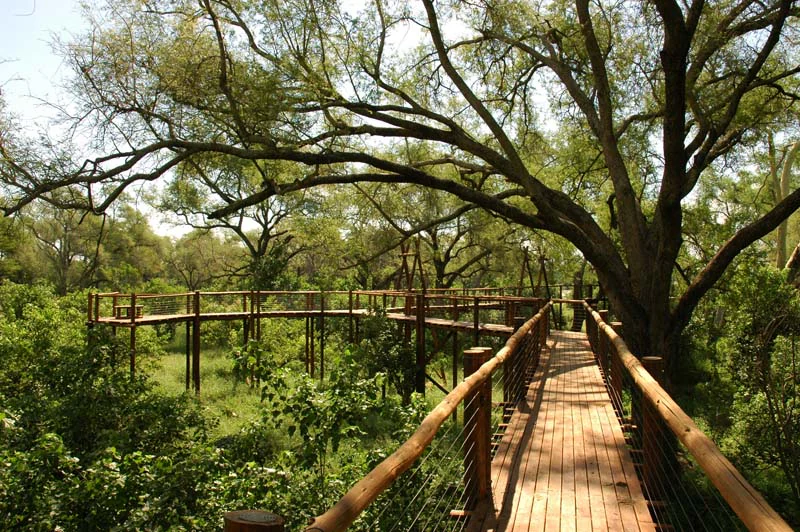 Pasarela de madera con barandillas rodeada de densos árboles verdes y vegetación