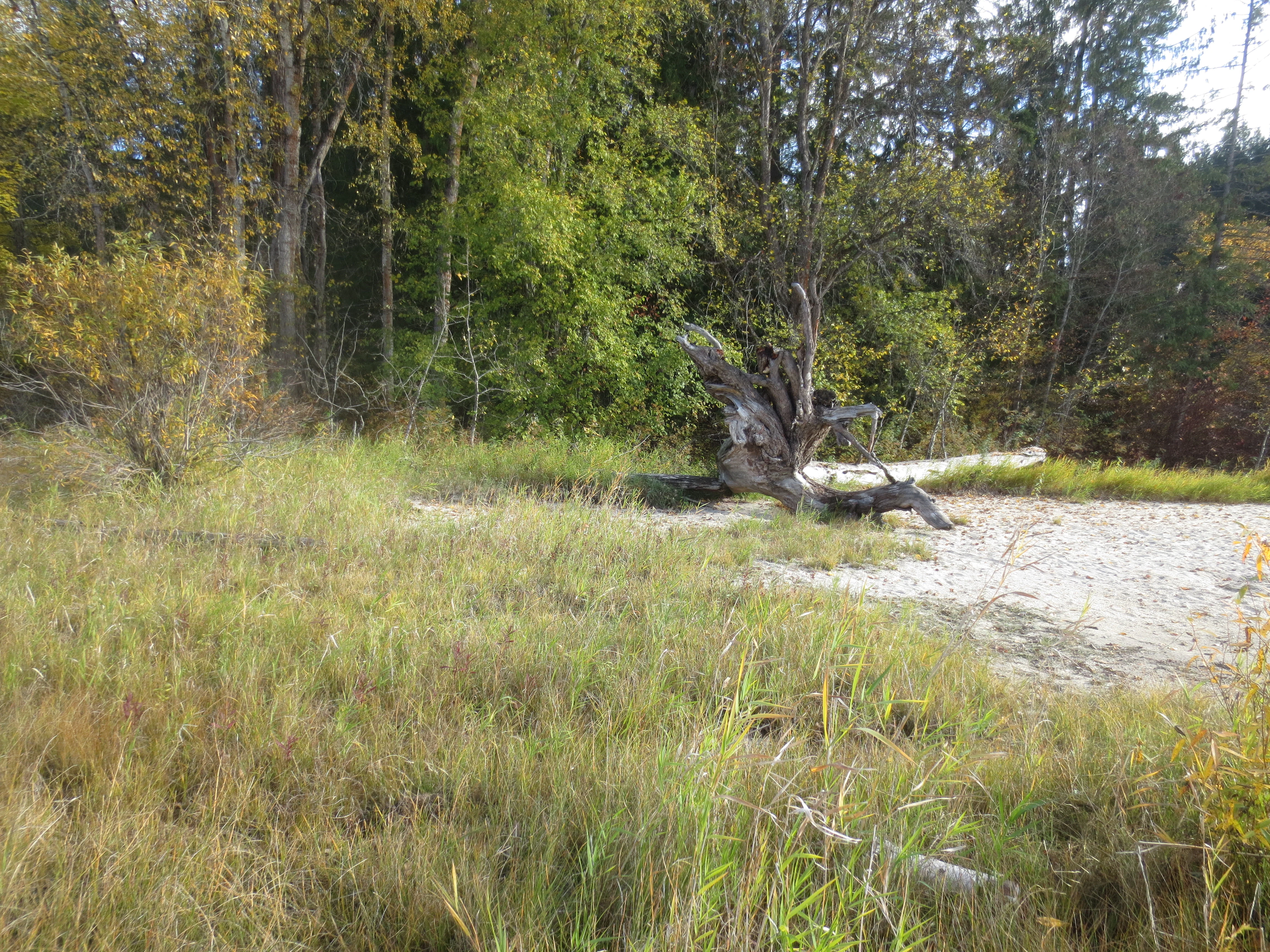 A sandy shoreline with tall grasses and a piece of driftwood, backed by a forest with autumn foliage.