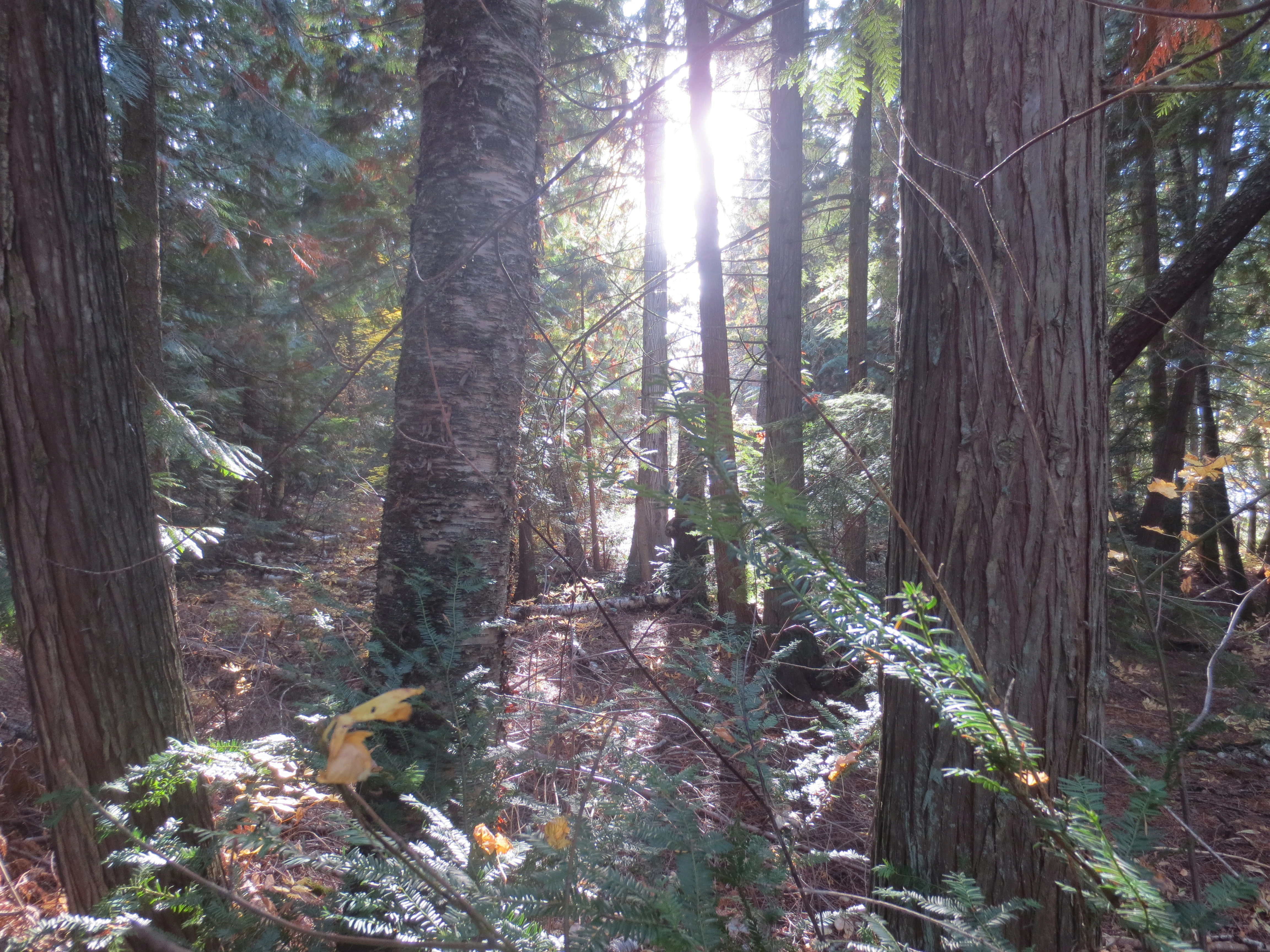 Sunlight rays streaming through tall coniferous trees in a dense forest setting.