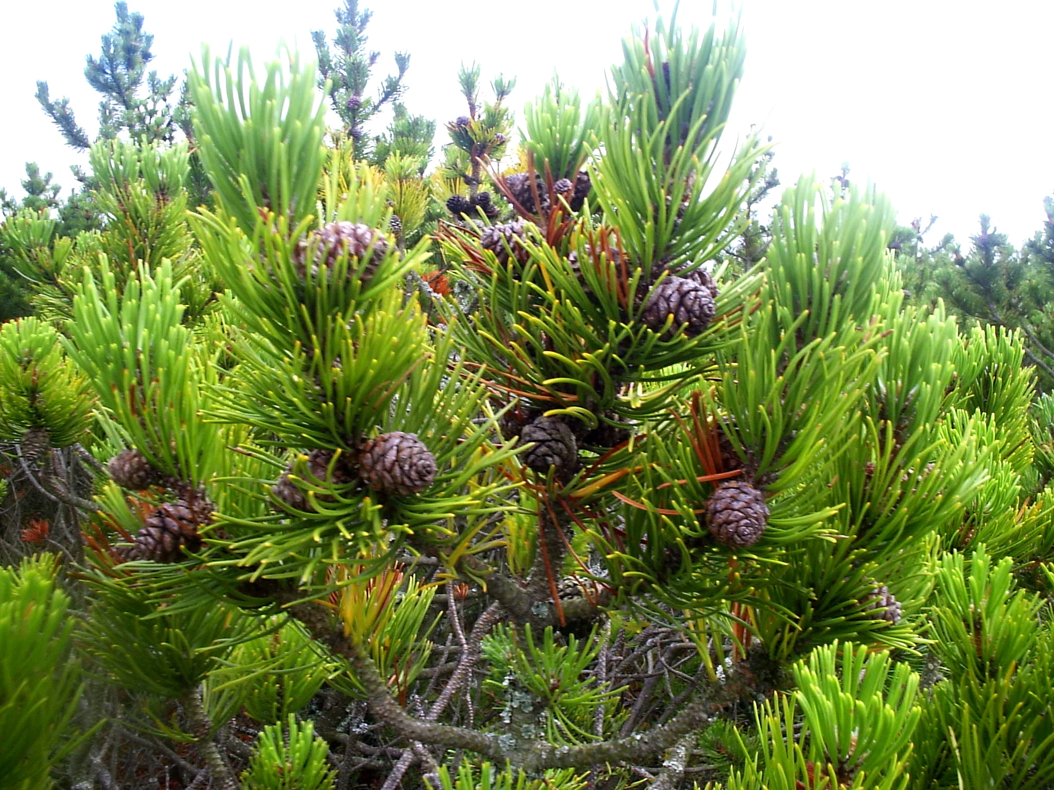 Green pine needles and brown pine cones on Pinus mugo branches