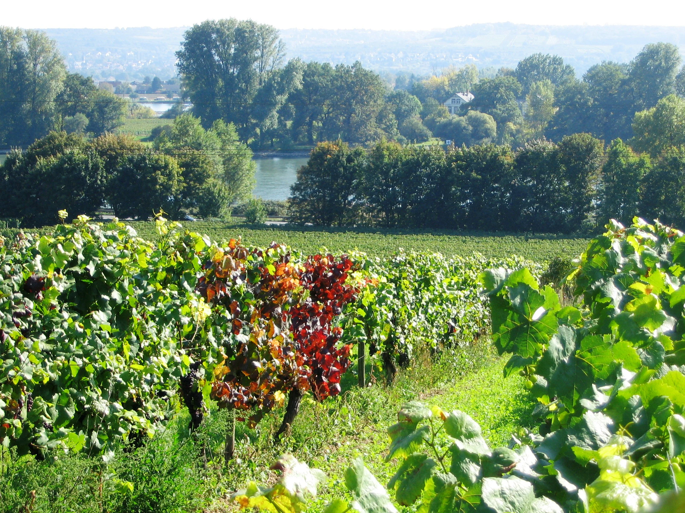 Vineyards in the foreground with rows of grapevines showing early autumn colors, looking toward the tree-lined banks of the Rhine river and Mariannenaue island in the background.