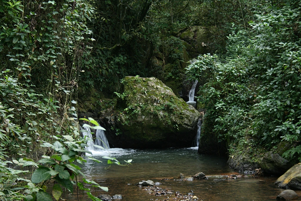Un pequeño arroyo de montaña fluye a través de un bosque frondoso y denso, con el agua cayendo en cascada alrededor de una gran roca cubierta de musgo.