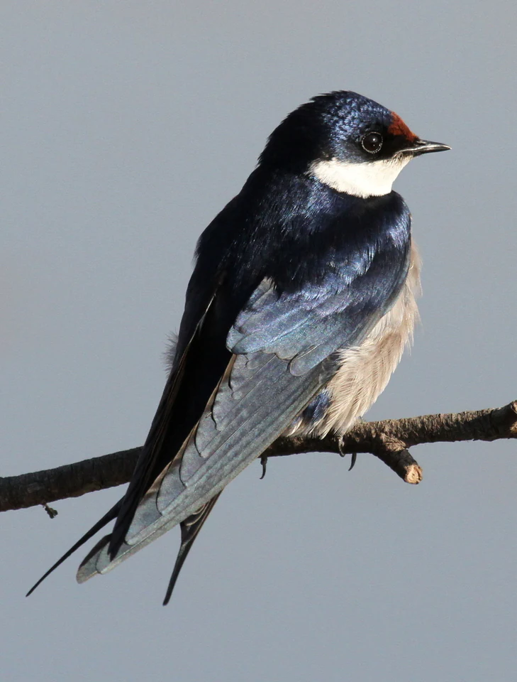 Perfil lateral de una golondrina gorgiblanca con partes superiores azul negruzco iridiscentes, garganta blanca, mancha castaña en la frente y partes inferiores claras, posada en una ramita desnuda sobre un fondo claro y liso.