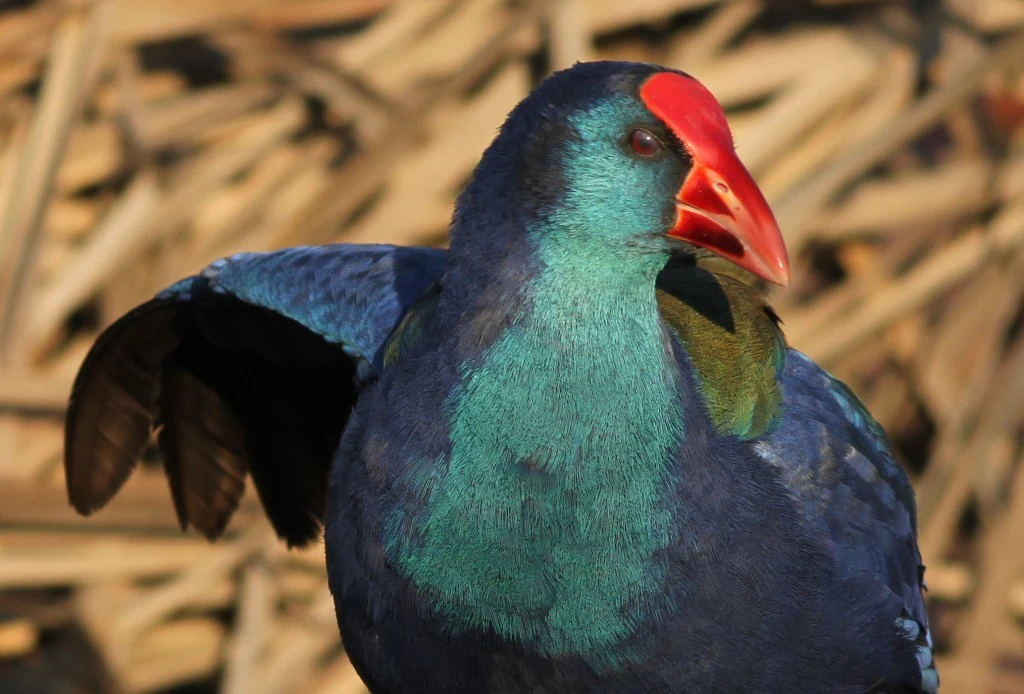 Retrato en primer plano de un calamón común africano que muestra su pico rojo brillante, las plumas del pecho en tono verde azulado y el cuerpo azul profundo contra un fondo desenfocado de juncos secos.