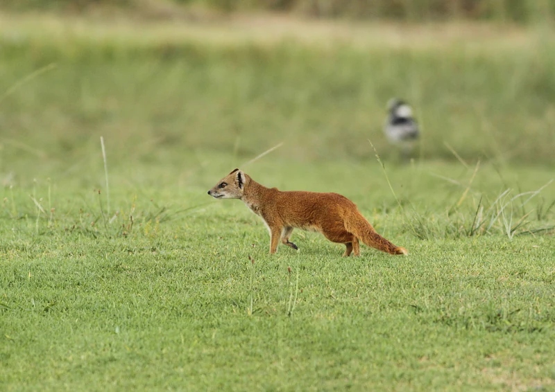Una mangosta amarilla de pelaje marrón anaranjado caminando por un campo de hierba verde, vista de lado.