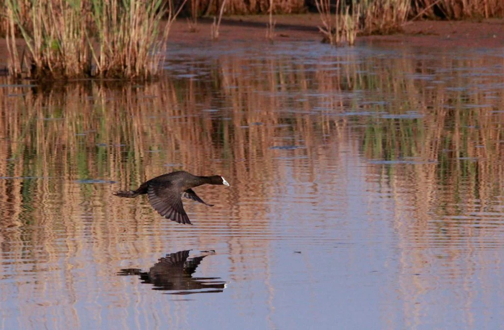 Una focha común de pico rojo y plumaje negro volando a baja altura sobre aguas tranquilas y reflectantes de un humedal, con juncos altos visibles al fondo.