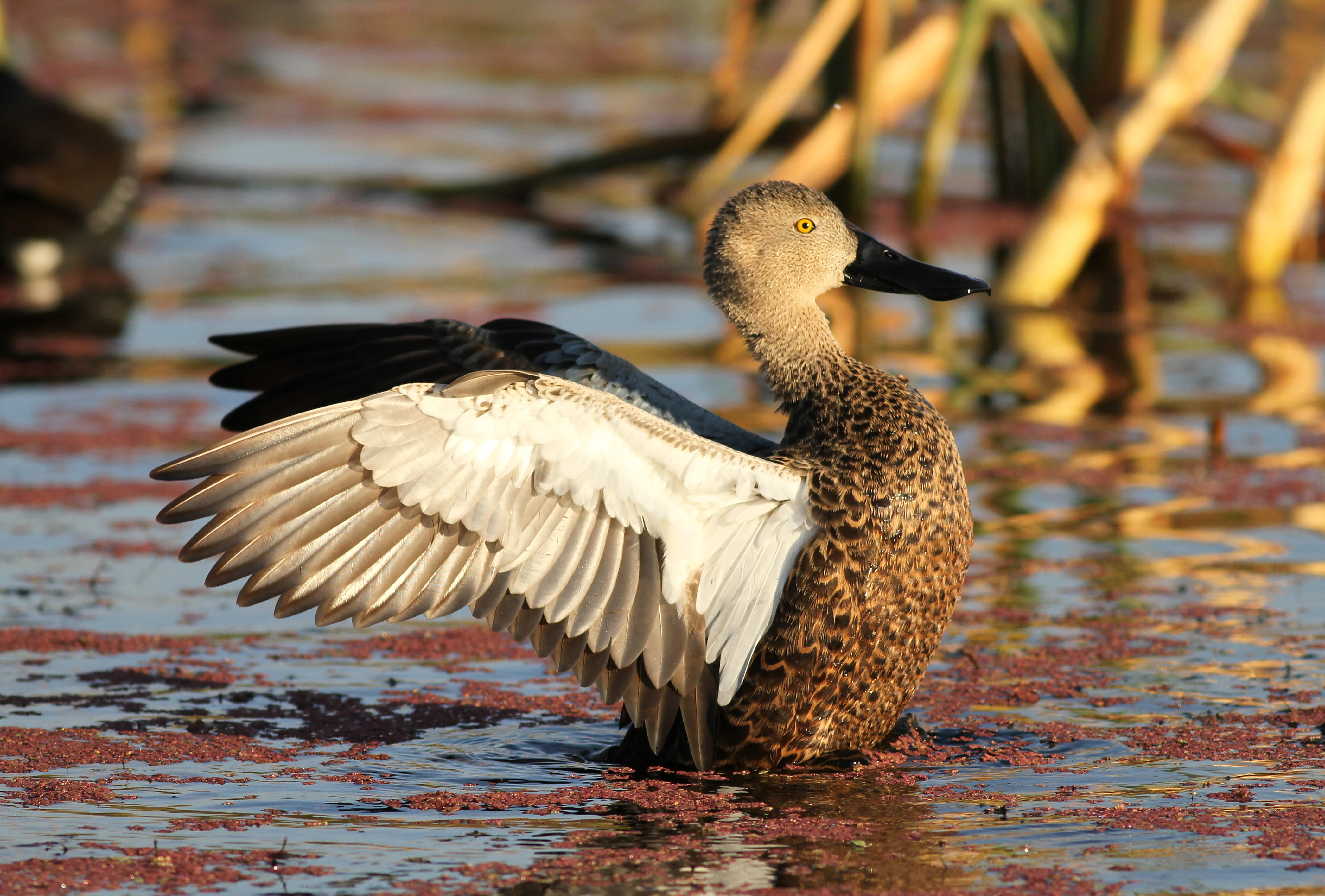 Un pato marrón con un pico grande y distintivo y manchas blancas en las alas, de pie en un humedal con plantas acuáticas rojas flotantes.