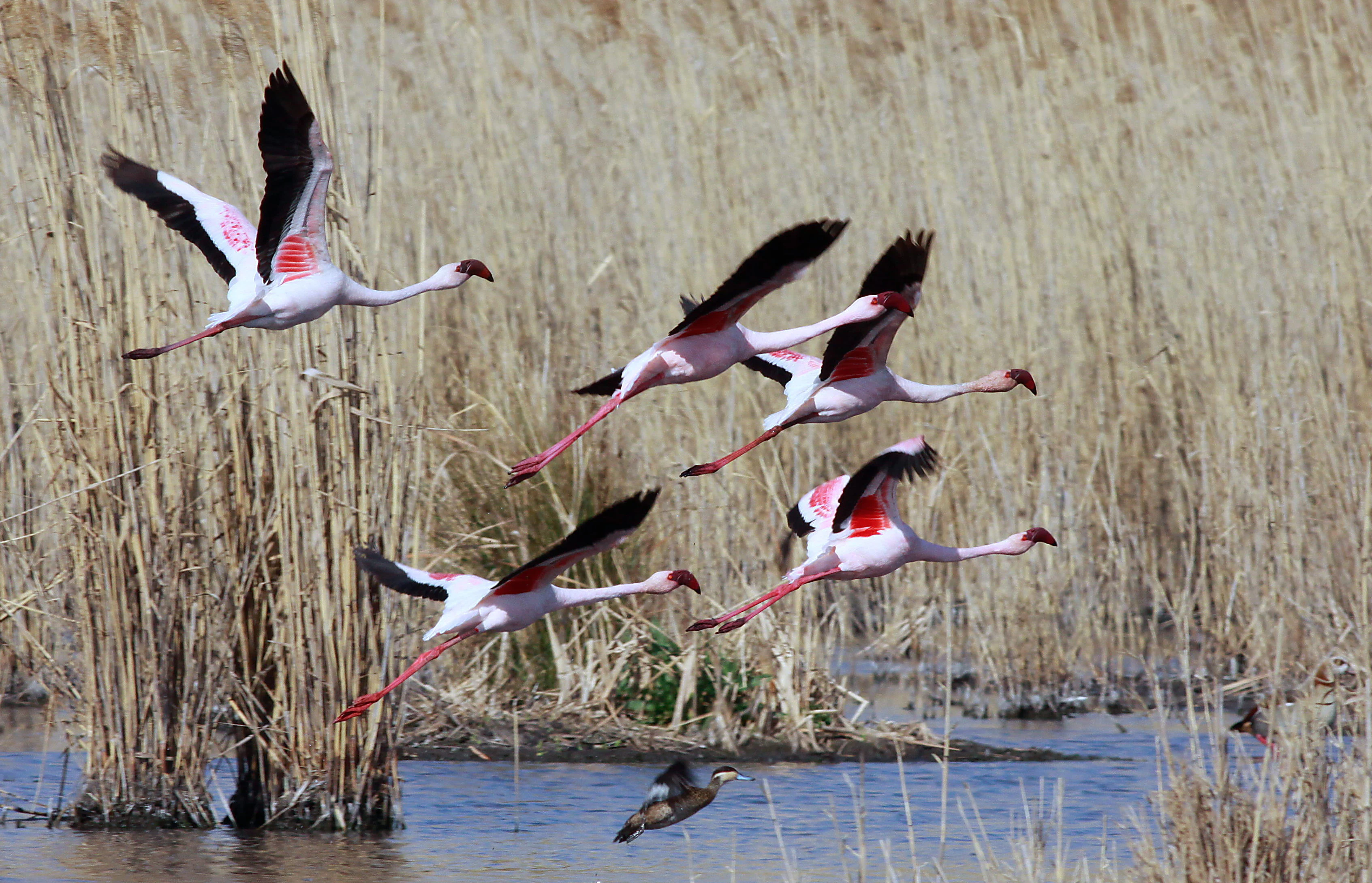 Un grupo de cinco flamencos volando a baja altura sobre un humedal pantanoso con juncos altos y aguas poco profundas.