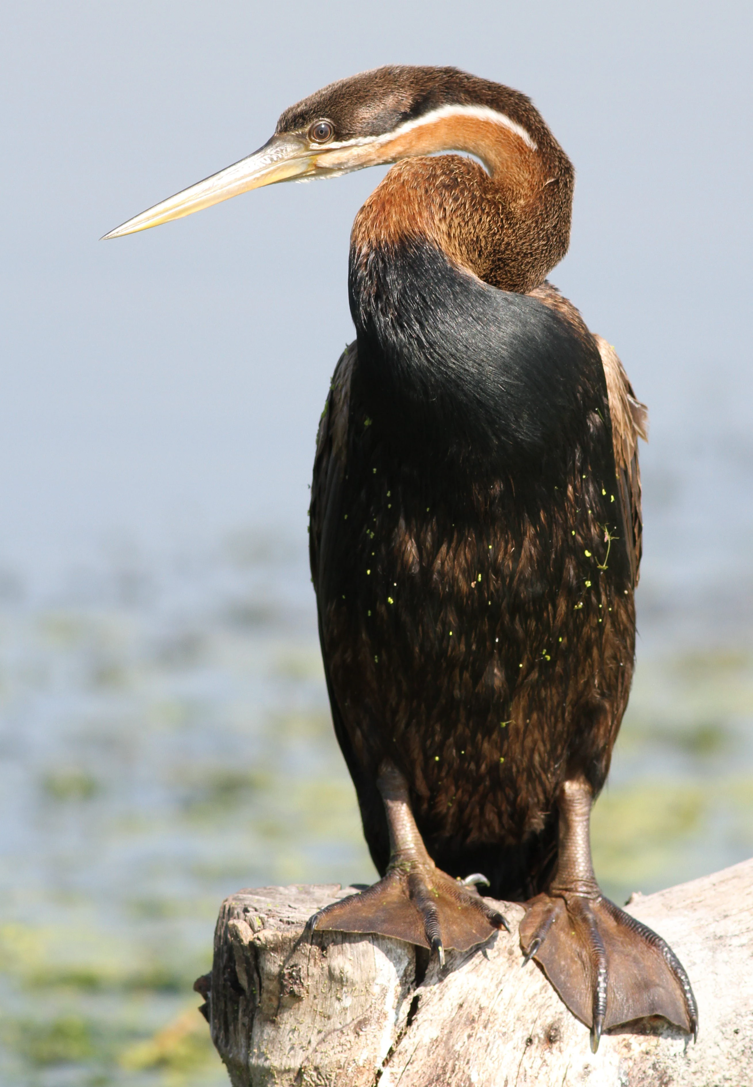 Retrato de perfil de un pájaro serpiente africano con cuello largo y pico puntiagudo, posado sobre un tronco de madera sobre el agua.
