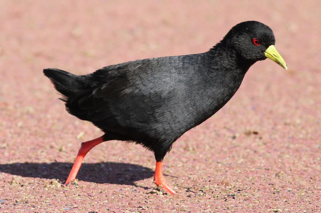 Un ave rascón negro con patas de color rojo brillante, pico amarillo y ojos rojos caminando sobre una superficie de tono rosado polvoriento.