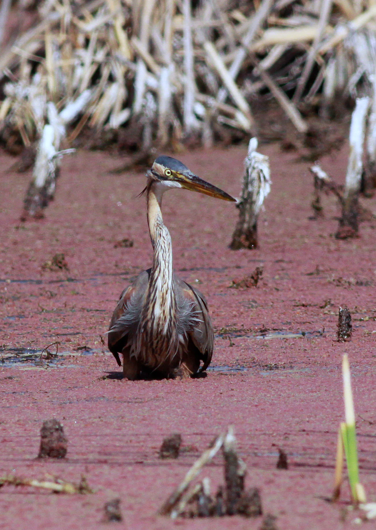 Una garza imperial se alza en aguas poco profundas de humedal cubiertas de lenteja de agua o algas rojizas, rodeada de tallos secos de junco.