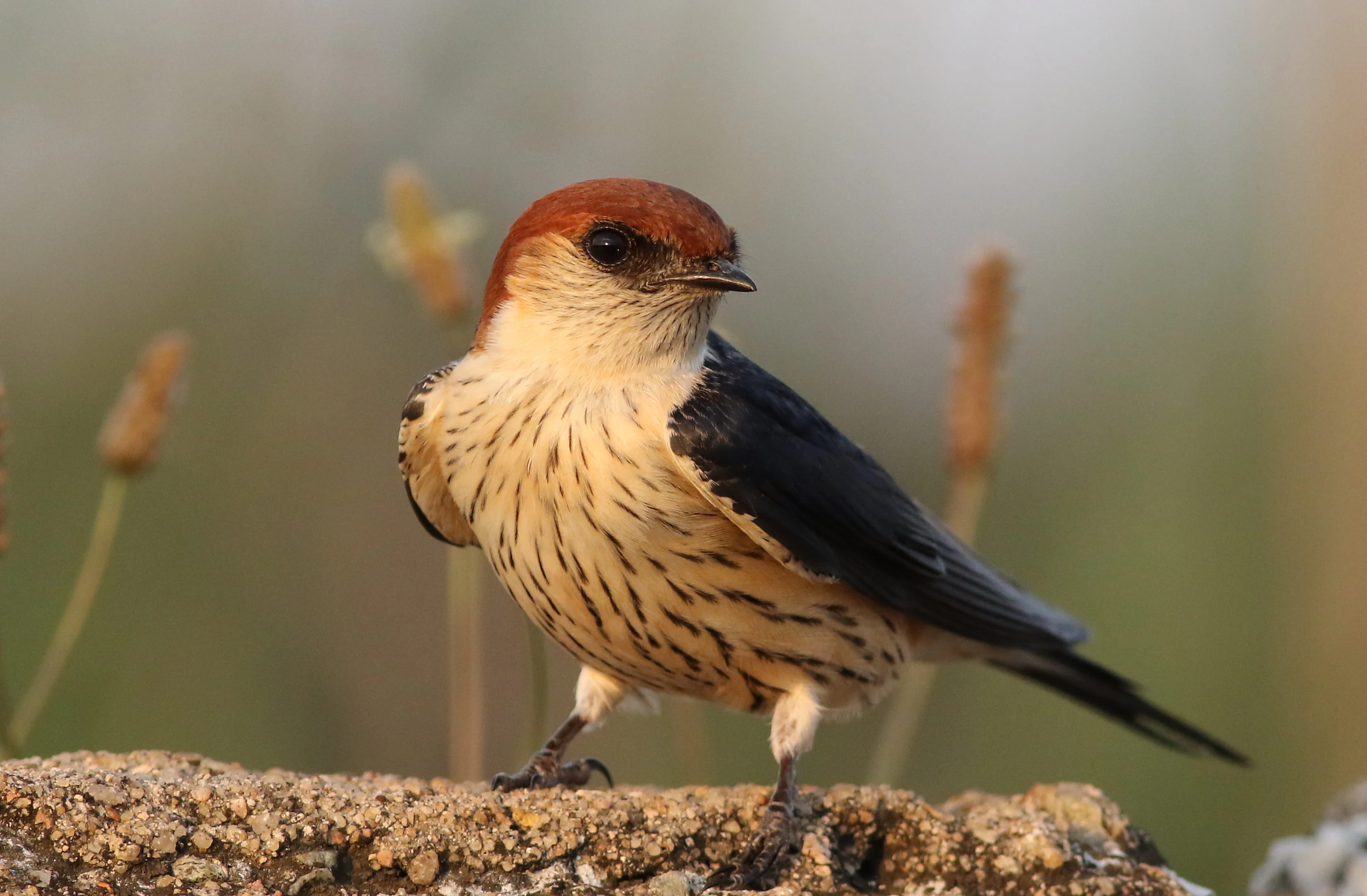 Una golondrina estriada mayor con cabeza rufa y pecho listado, posada sobre una superficie de piedra texturizada.