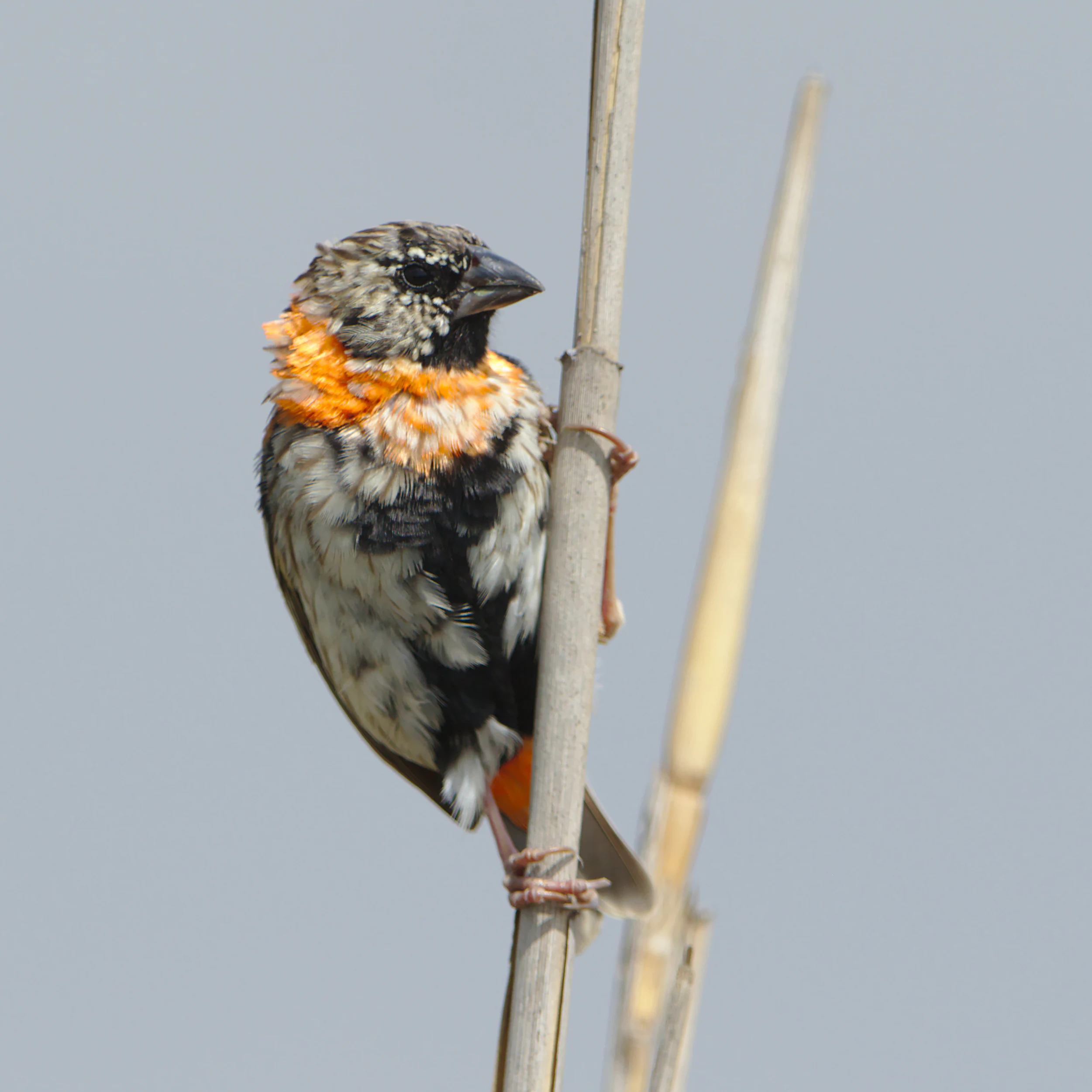 Un obispo rojo sureño con plumaje naranja, negro y blanco aferrado a una caña vertical sobre un fondo gris claro.