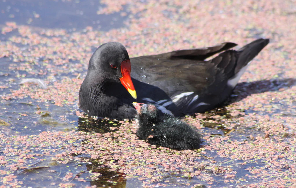 Una gallineta común adulta con un polluelo pequeño, negro y esponjoso, nadando juntos en agua cubierta de lenteja de agua.