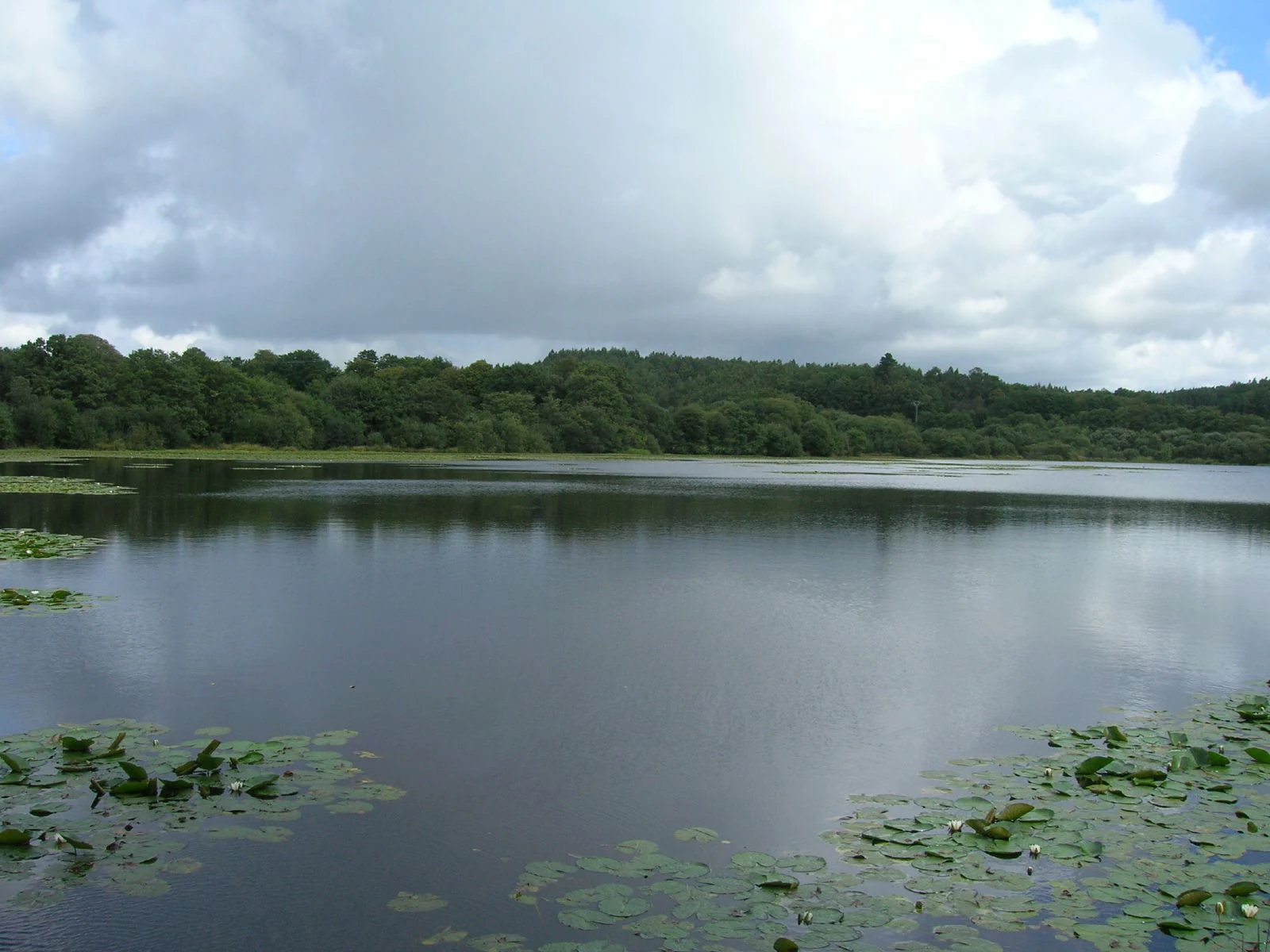 A wide view of a calm lake with lily pads near the foreground and a dense green forested shoreline under a cloudy sky.