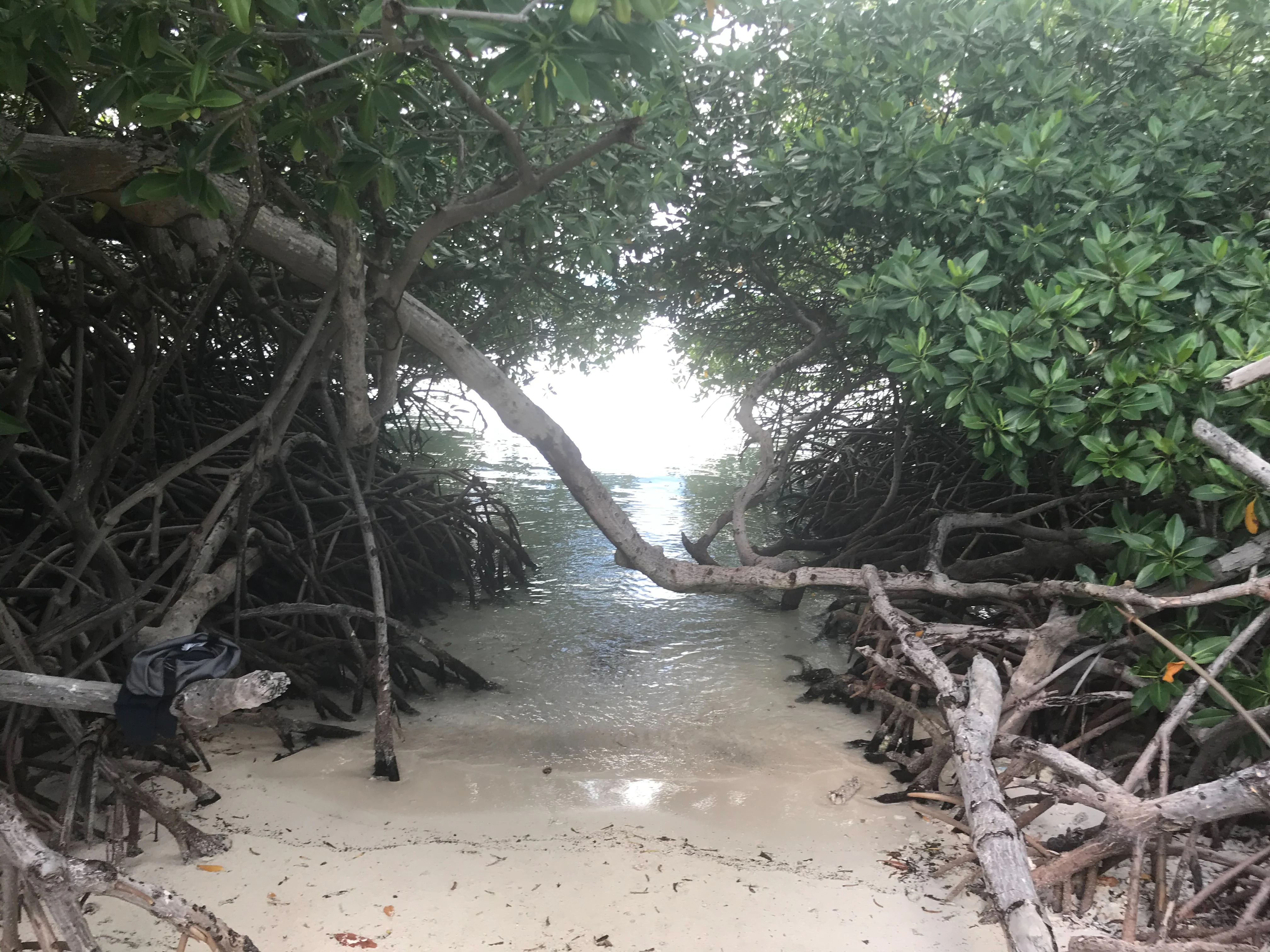 A view through dense mangrove trees looking out toward the turquoise water and light sand of Mangel Halto beach.