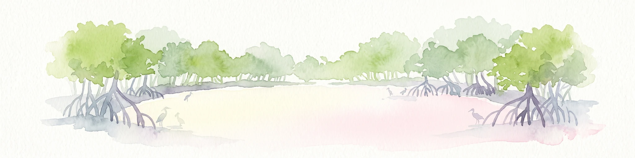 Watercolor painting of mangrove trees with exposed prop roots lining a sandy shore.