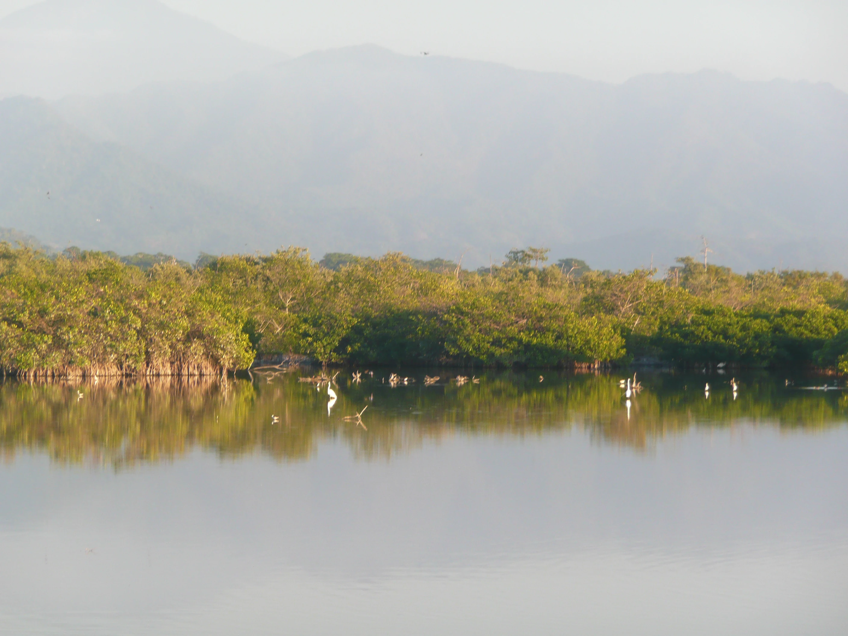 A calm, reflective body of water in the foreground, with dense green mangrove forests along the bank and hazy, distant hills in the background.