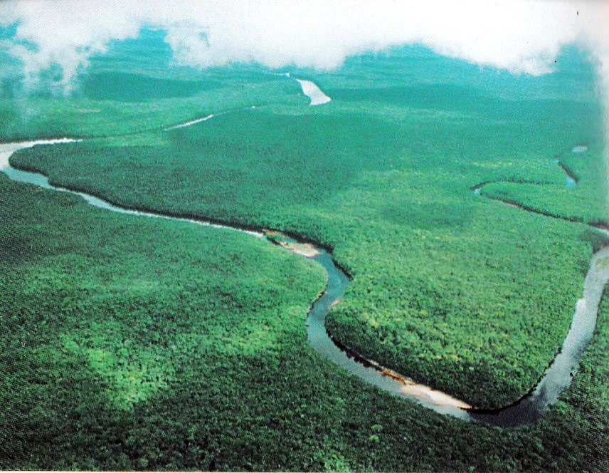 A high-angle aerial view of a winding river flowing through a lush, dense green tropical rainforest in the Orinoco Delta.