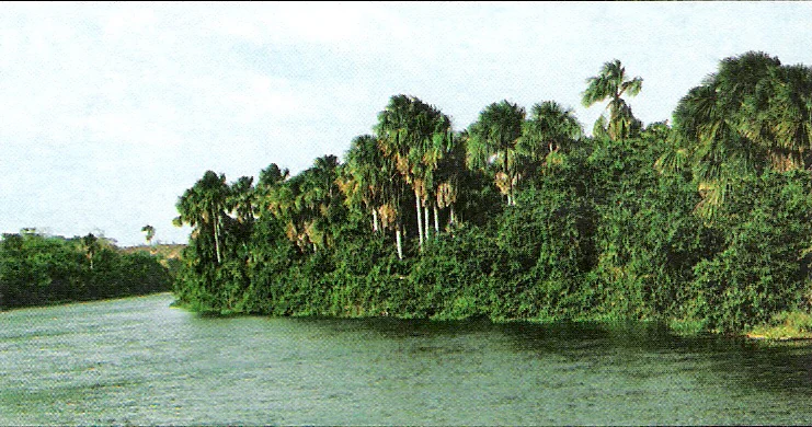 A calm river flowing past a dense forest shoreline featuring numerous tall palm trees and lush green vegetation.