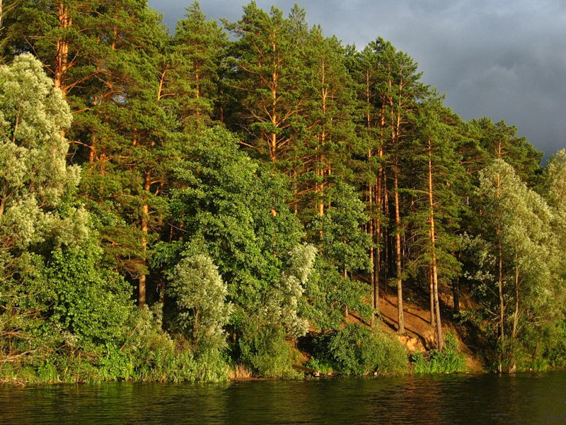 A thick forest of tall pine and deciduous trees stands along the edge of a dark, calm lake, illuminated by warm late afternoon sun against a darkening sky.