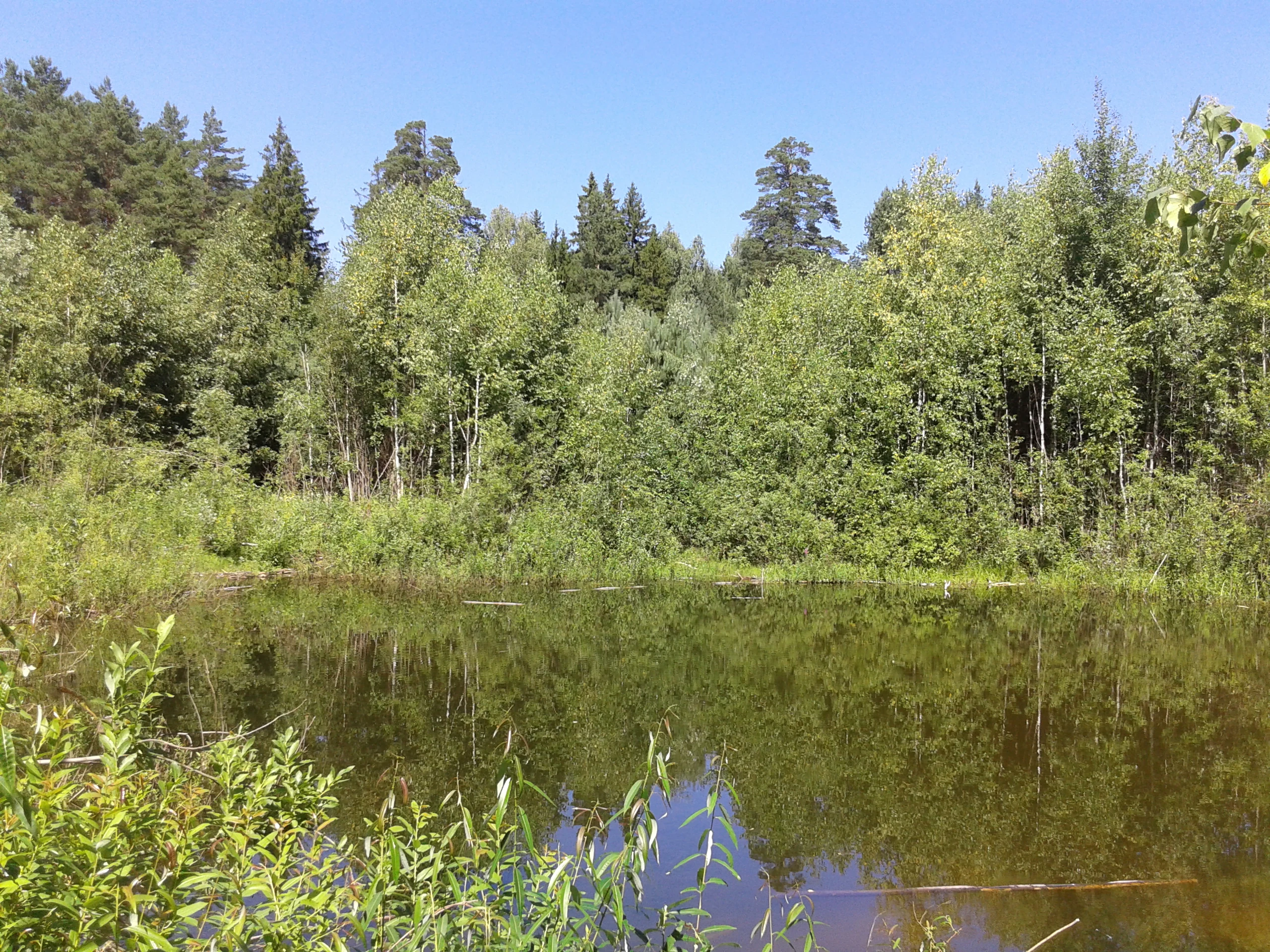 A small, still pond surrounded by dense green forest under a clear blue sky.