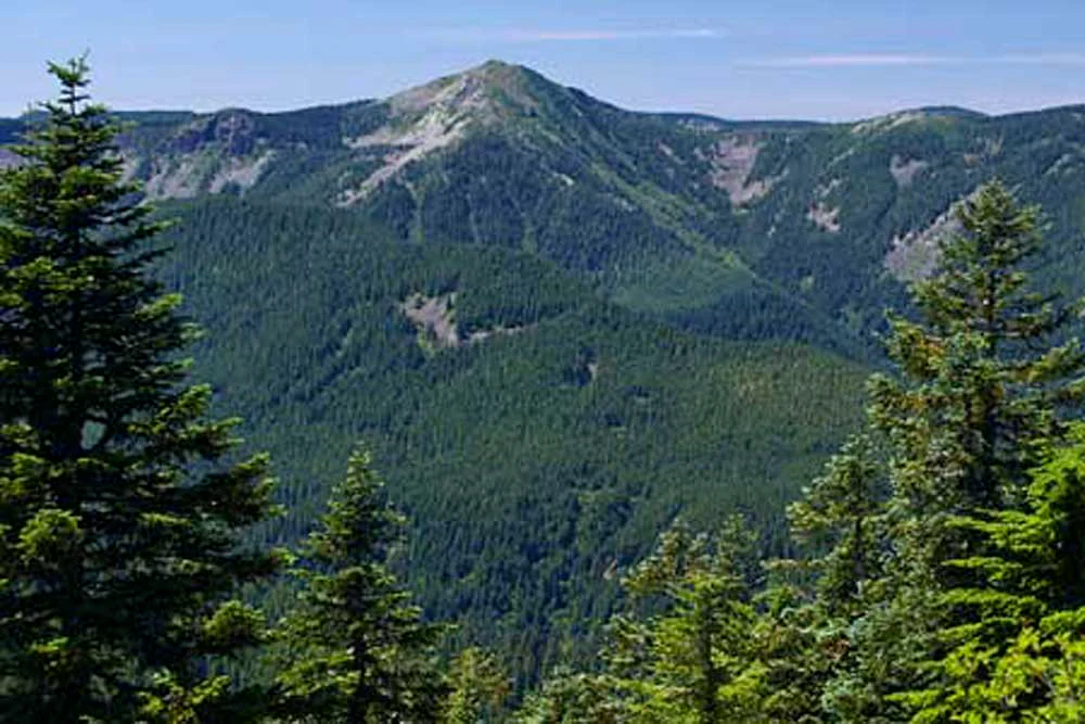 A mountainous wilderness landscape featuring dense conifer forests in the foreground and midground, with a prominent peak in the distance under a clear blue sky.