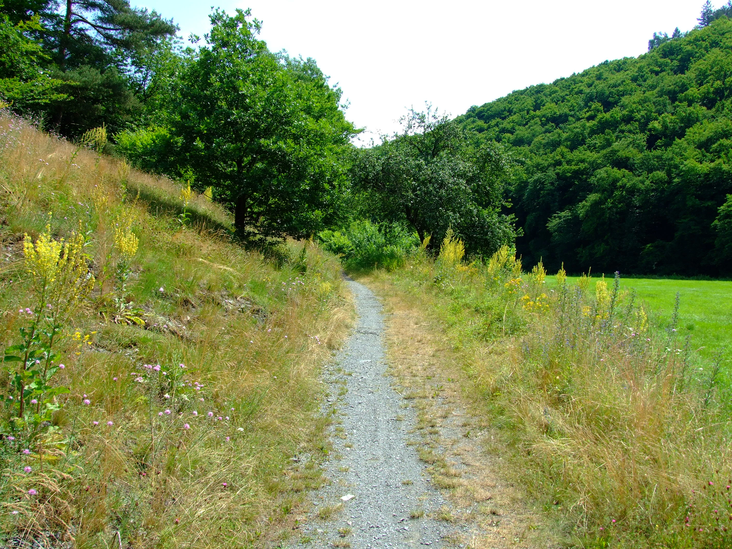 A narrow gravel trail passes between a grassy, wildflower-covered slope on the left and a dense green forest edge on the right.