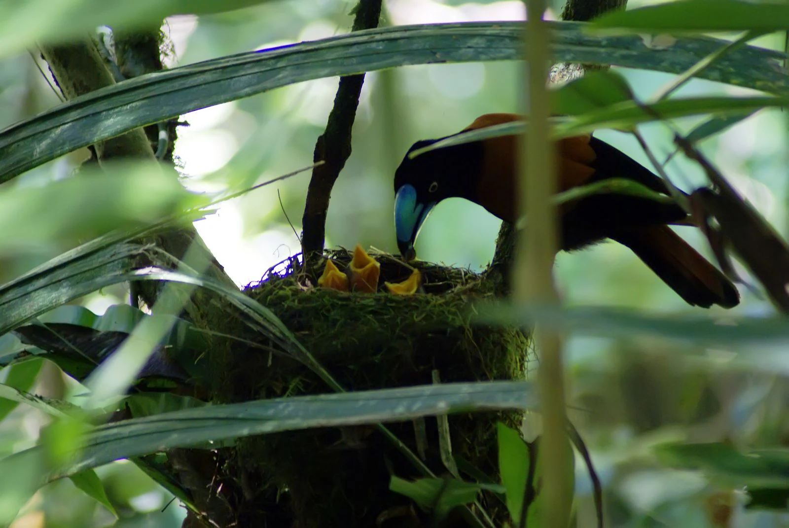 Helmet Vanga bird with blue beak and brown plumage tending to chicks in a nest surrounded by green foliage