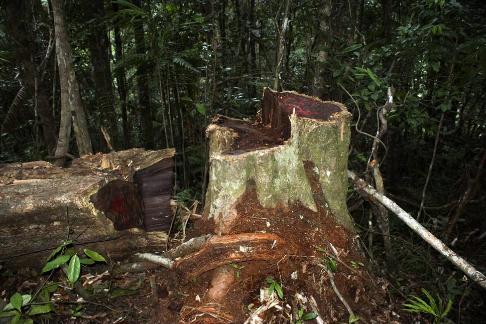 Large tree stump with fresh cuts and surrounding fallen logs in a dense forest