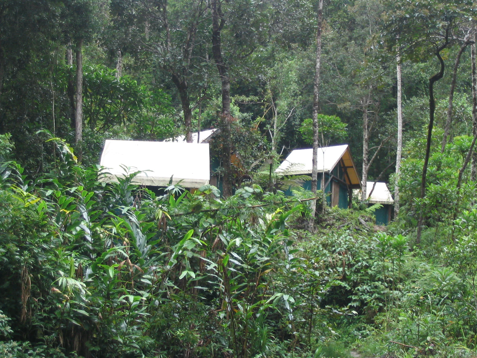 Thatched-roof huts surrounded by dense green foliage in a forested area