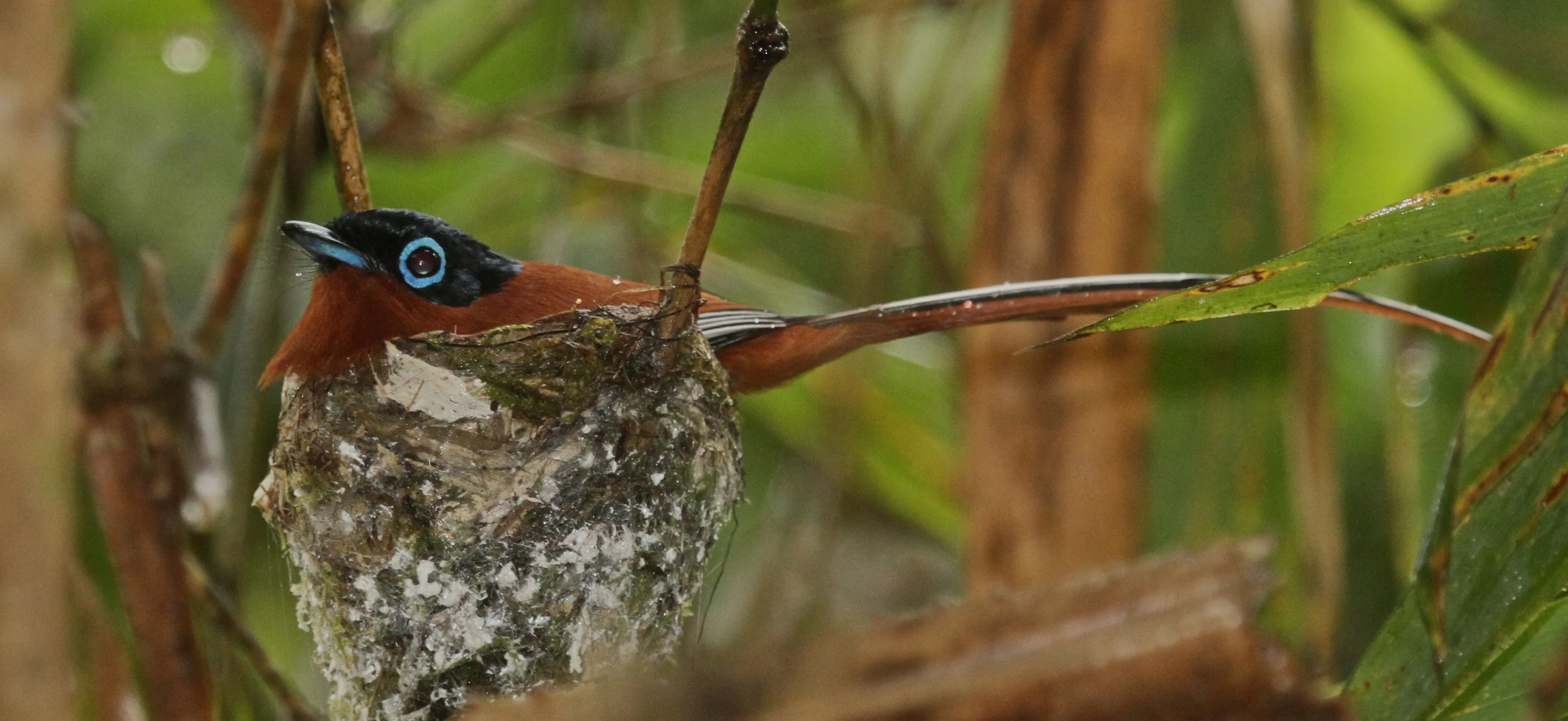 A bird with blue eye-ring, reddish-brown body, and long tail perched on a natural nest among branches