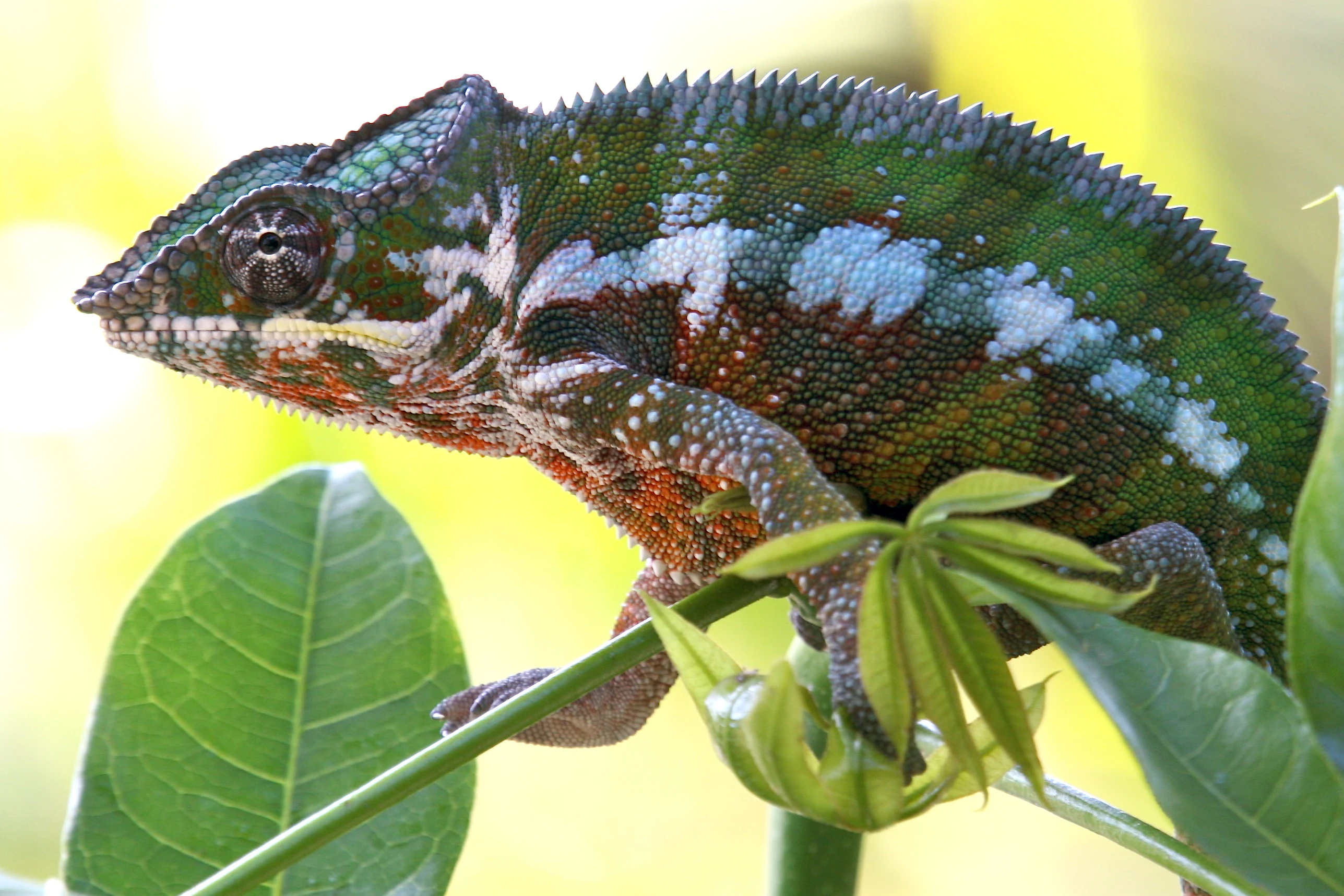 Green and white patterned chameleon with spiny back resting on green leaf and stem