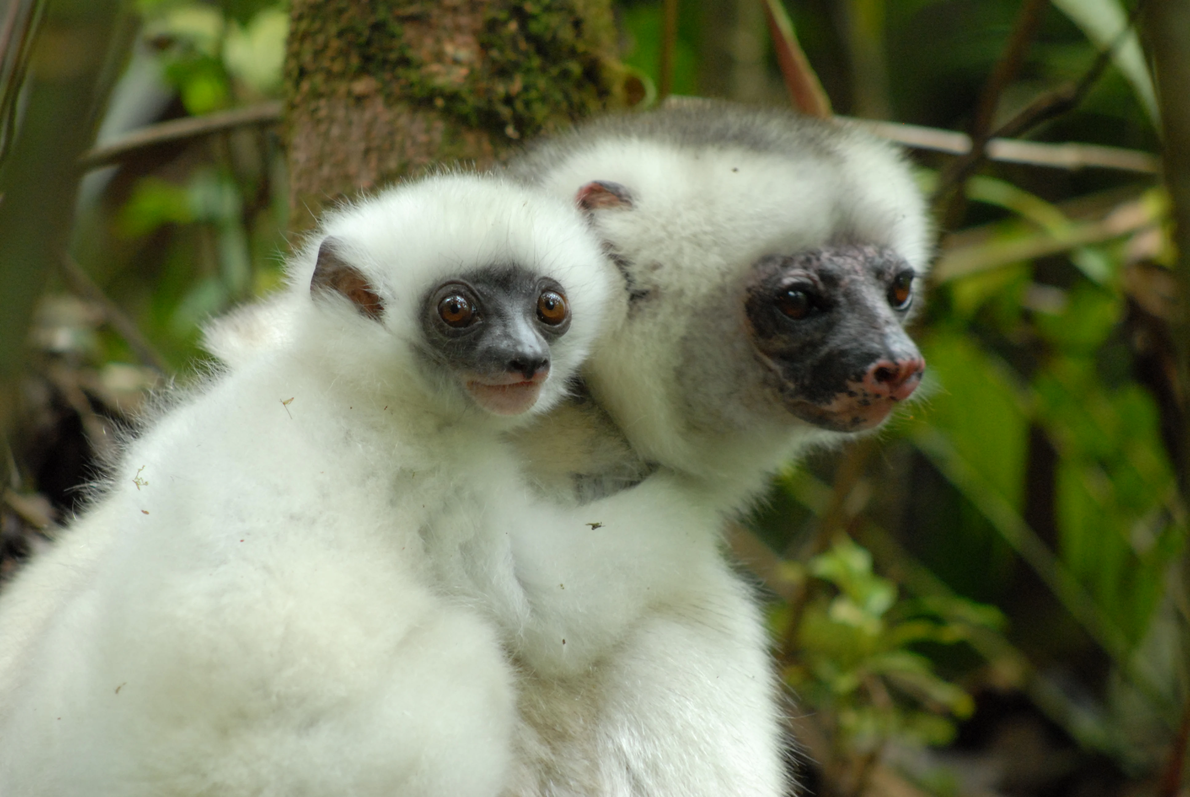 Silky sifaka mother and infant with white fur, dark facial features, and brown eyes in a lush green forest background