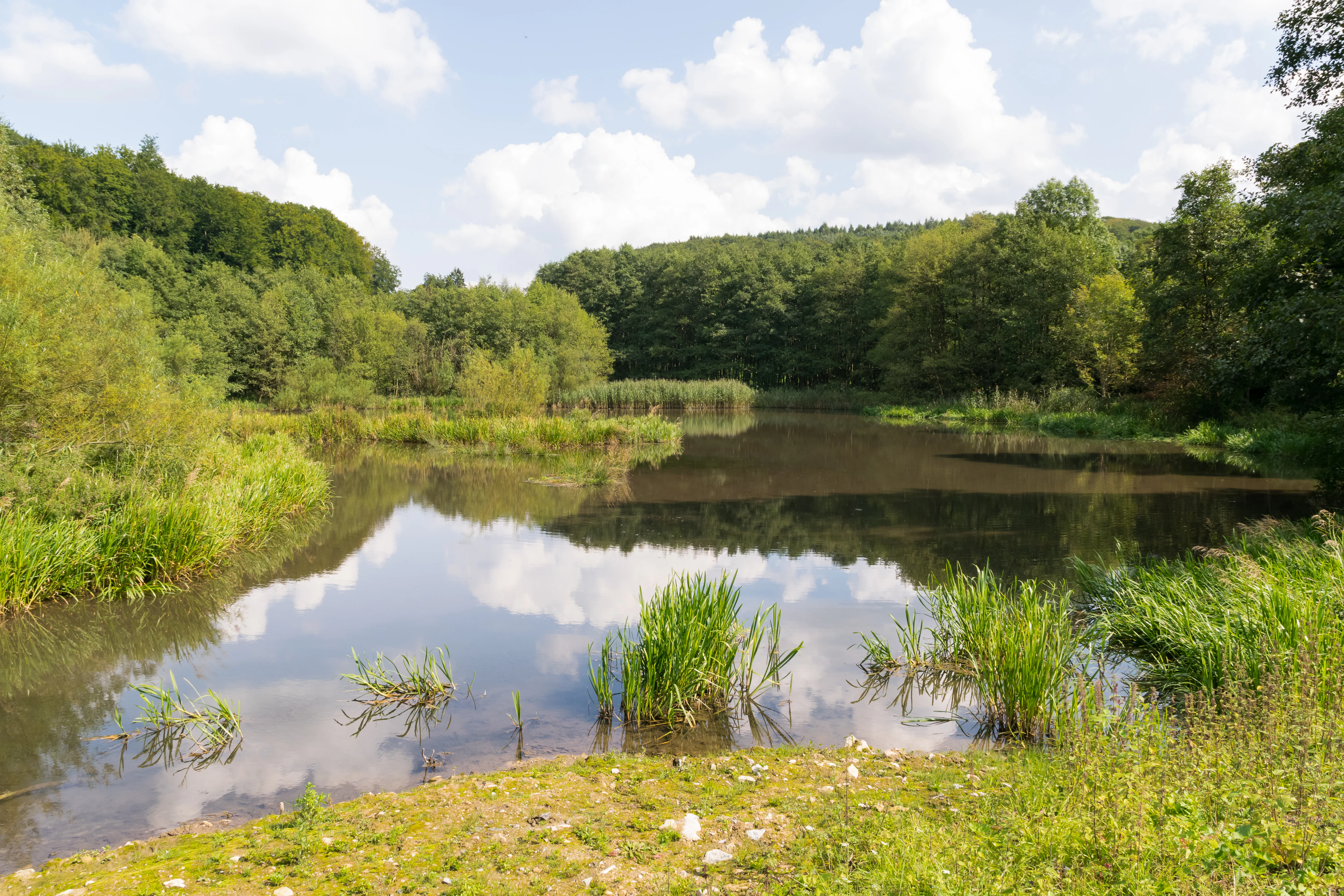 Un estanque tranquilo que refleja un cielo nublado, rodeado de un denso bosque verde y humedales.