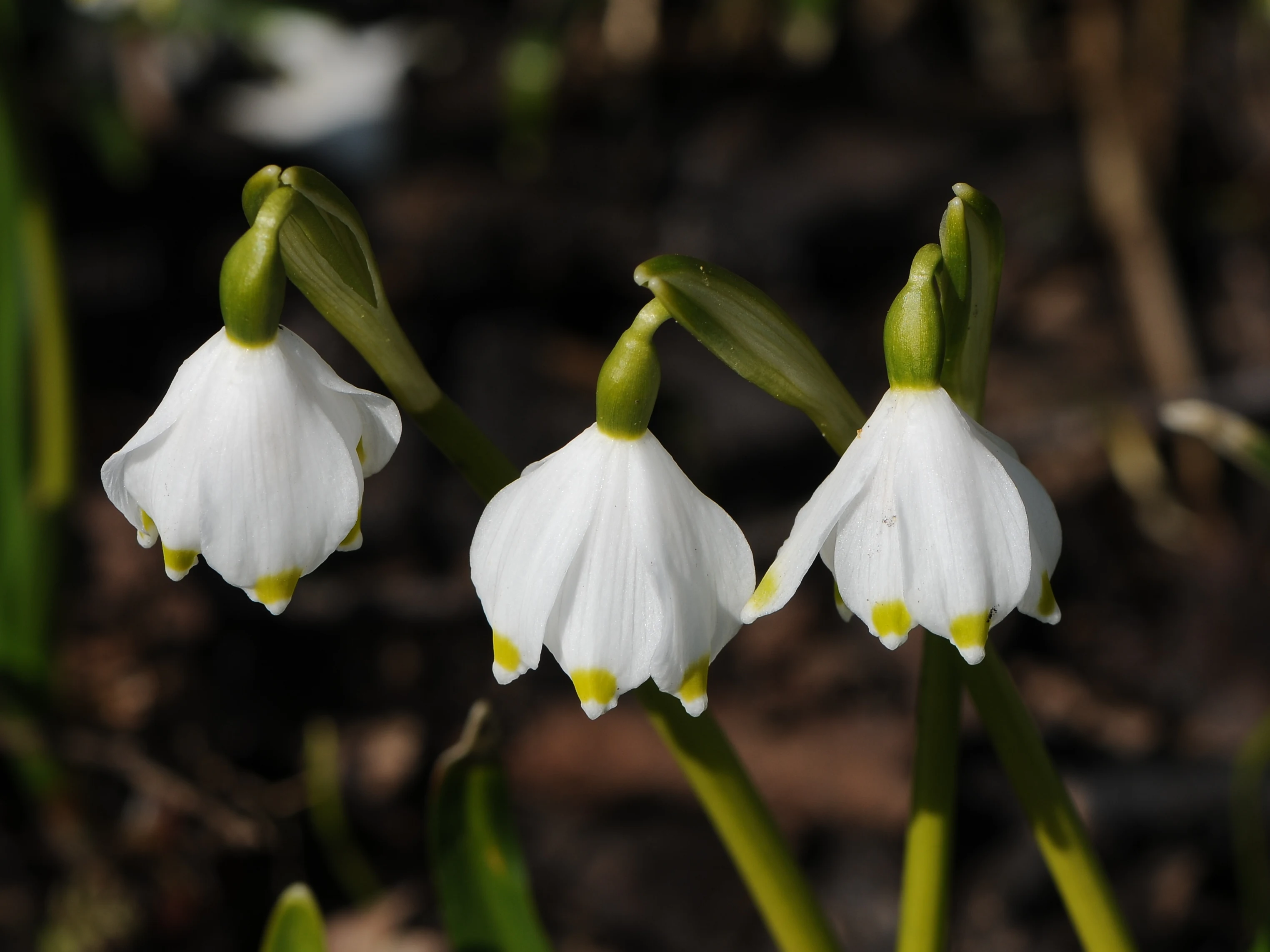 Vista de cerca de tres flores blancas de campanilla de primavera, Leucojum vernum, con pétalos de puntas verdes colgando hacia abajo contra un fondo oscuro y desenfocado.