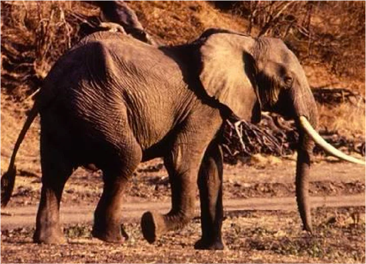 A full-grown African elephant walking through a dry, forested environment with prominent tusks visible.