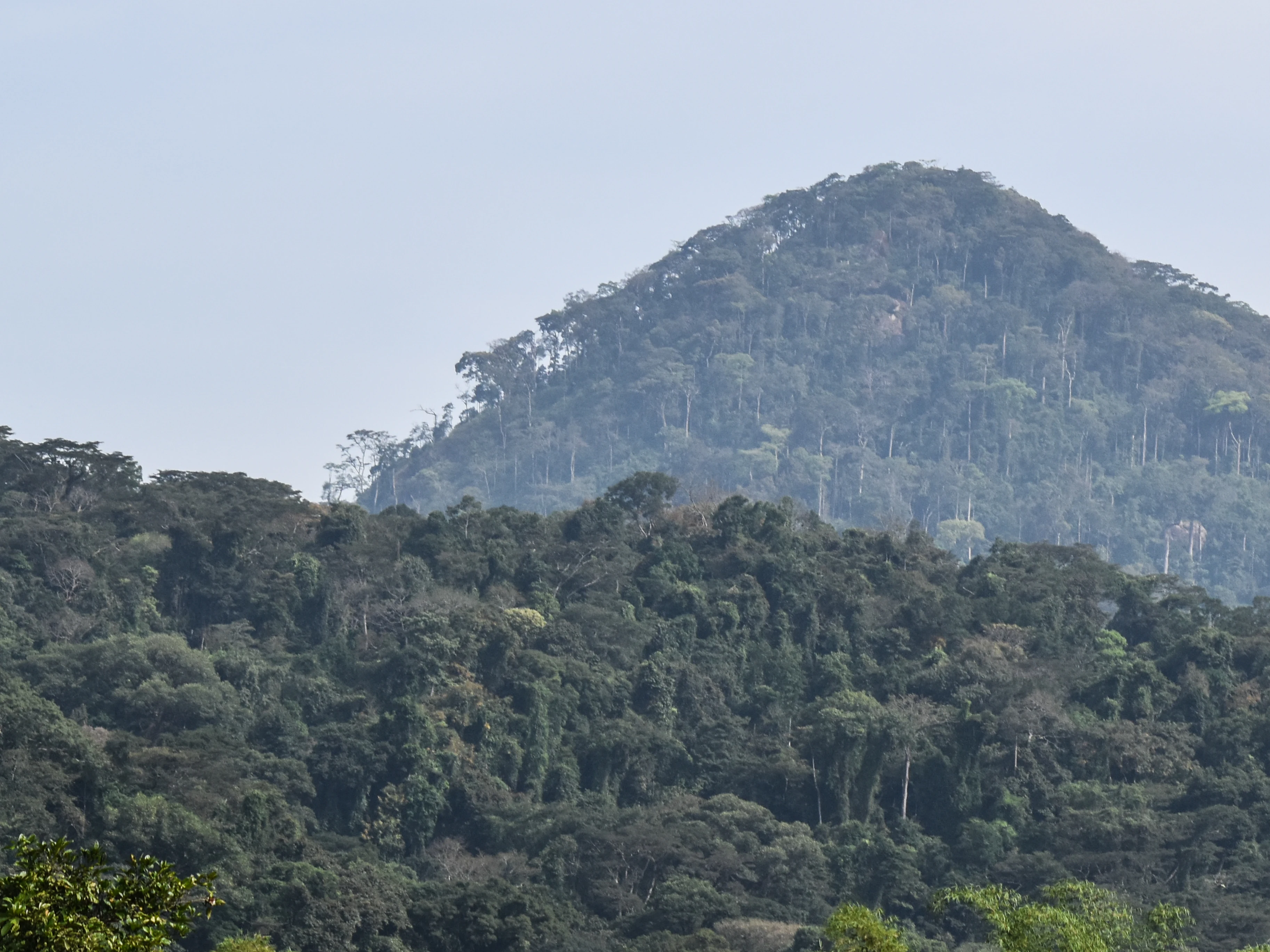 A hazy, green-forested mountain rises against a pale sky in the Ziama Massif.